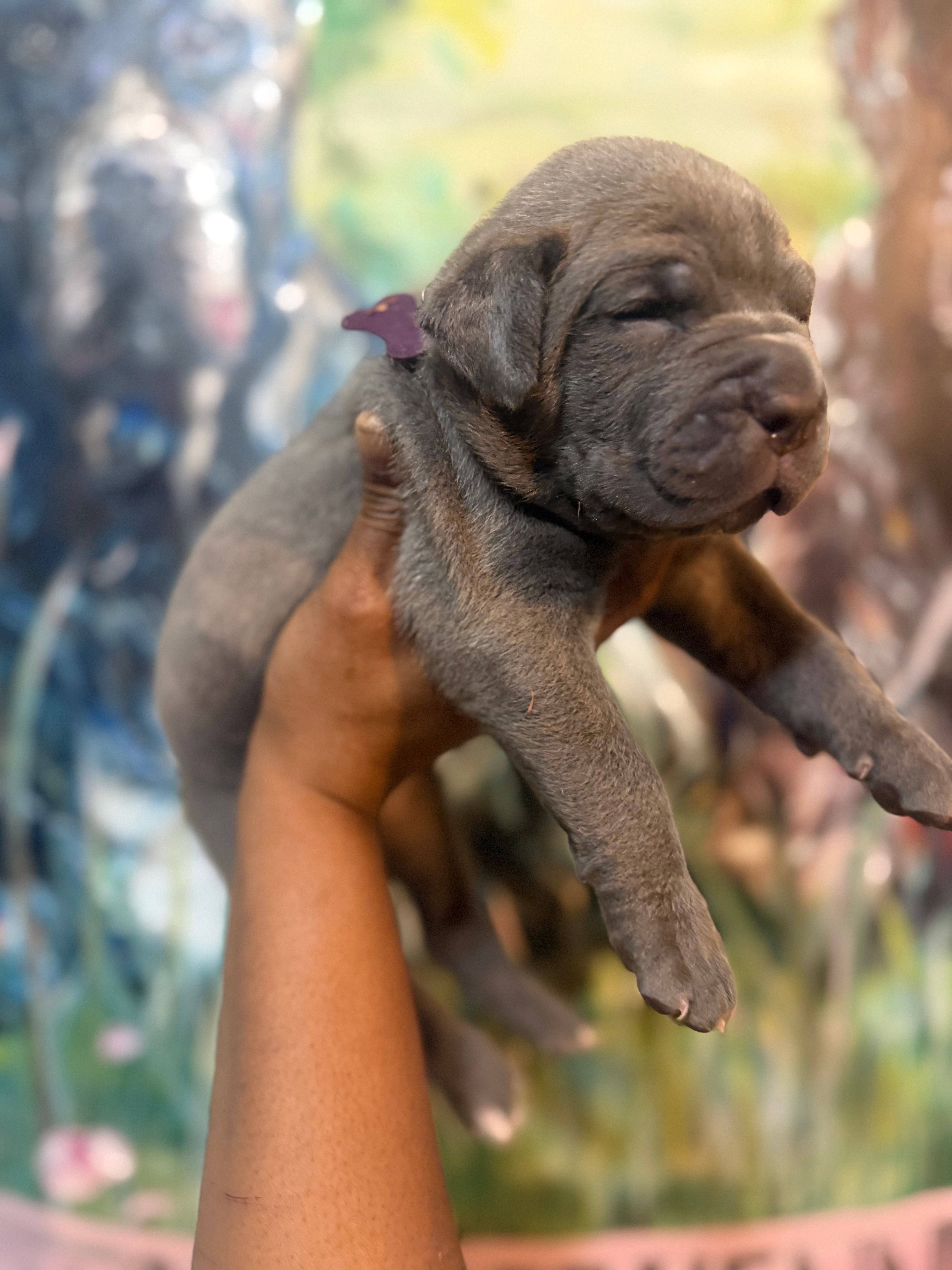 Iris (Corso) – Cane Corso puppy for sale in Savannah, GA
