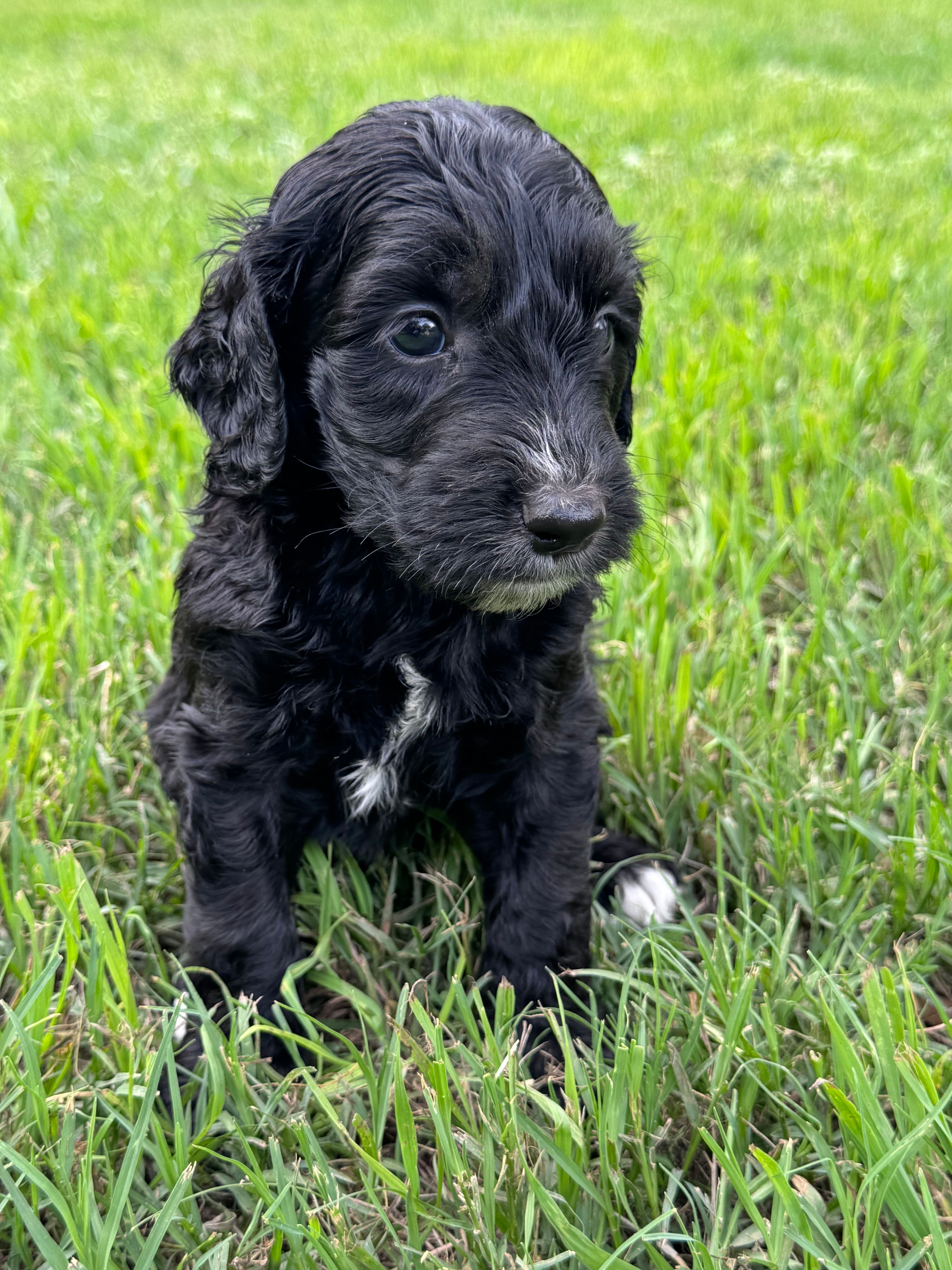 Jet – Labradoodle, Miniature Labradoodle puppy for sale in New Braunfels, TX