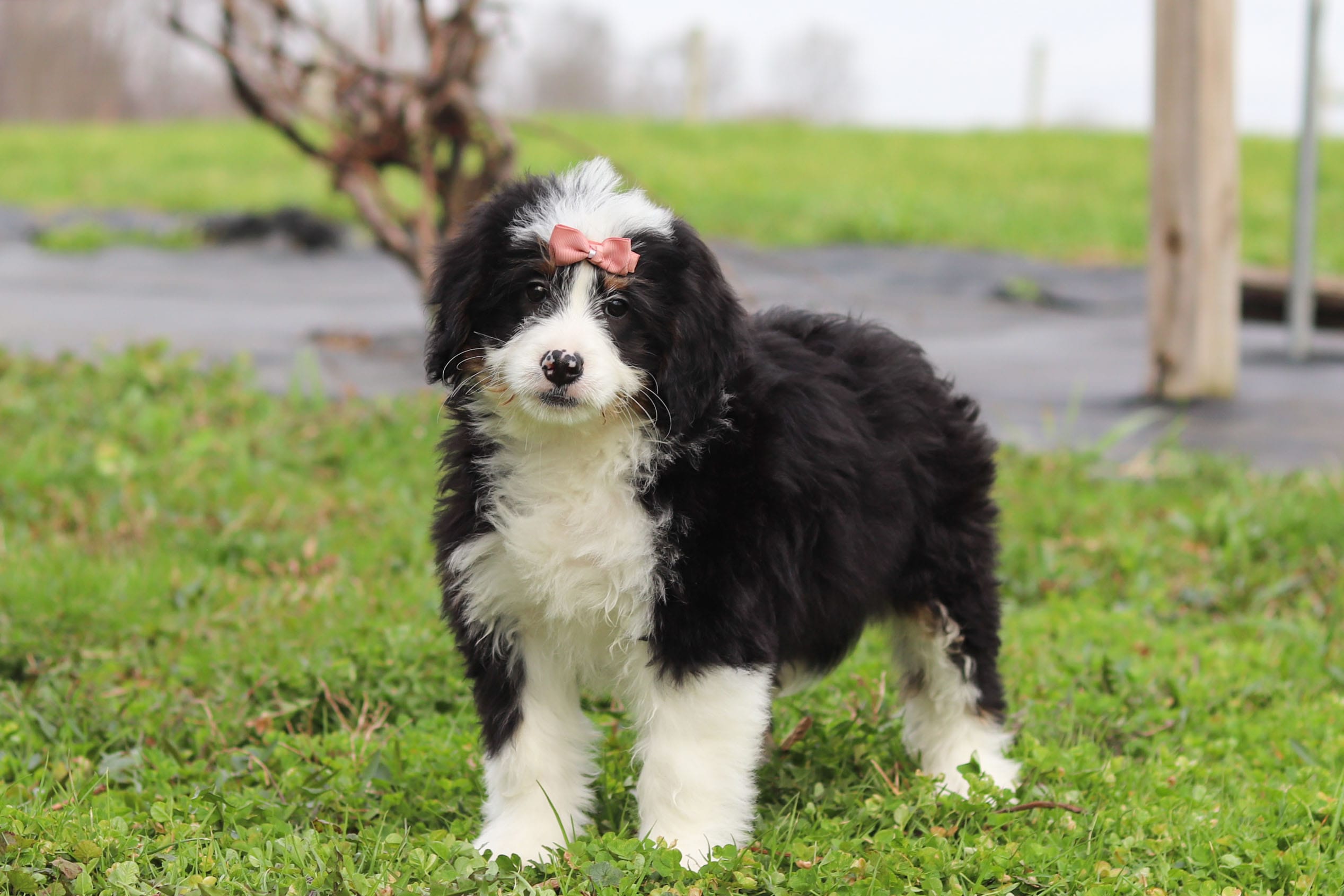 Amelie – Miniature Bernedoodle puppy for sale in Fresno, OH