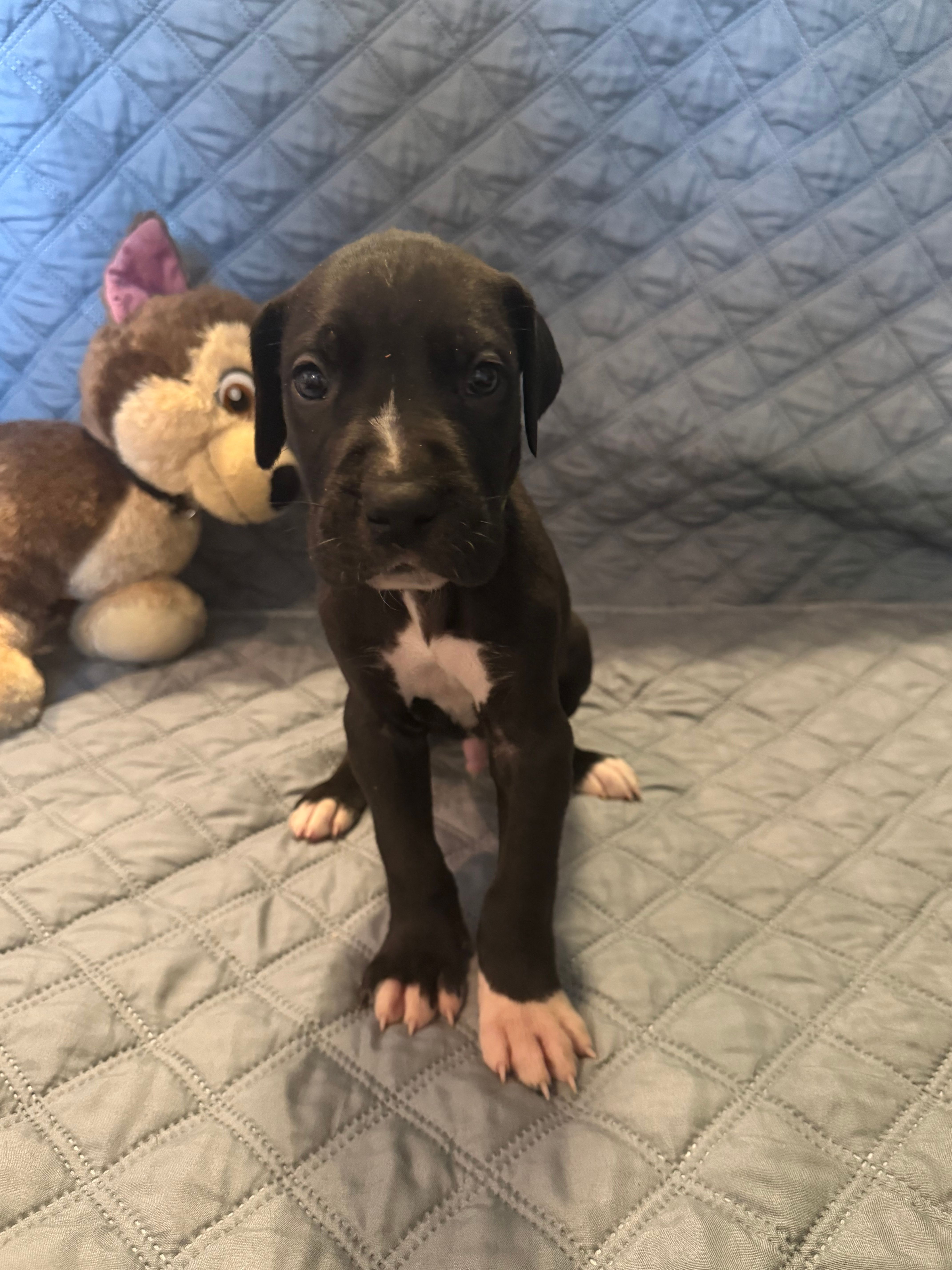 Dennis – Great Dane puppy for sale in Goshen, IN