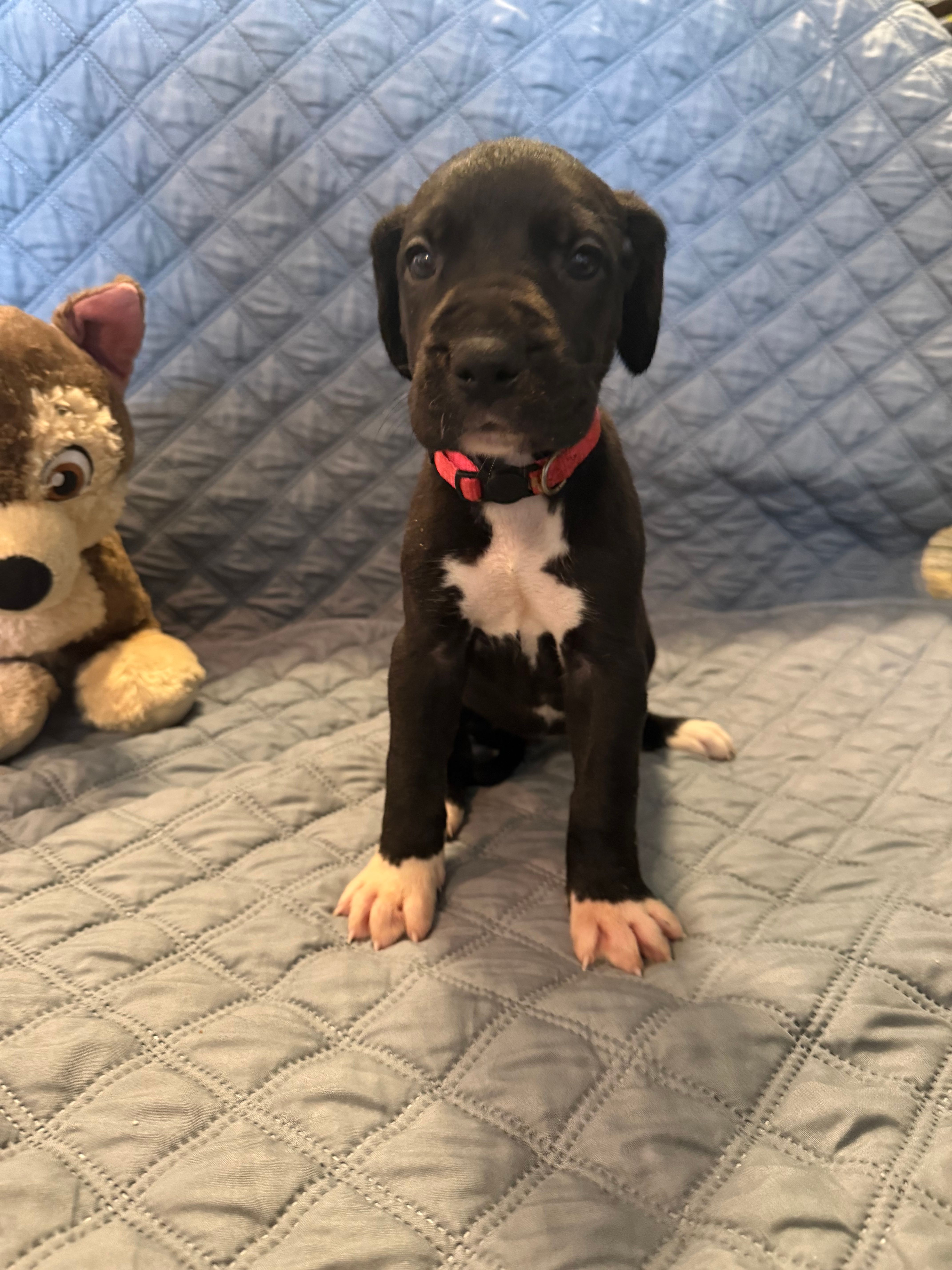 Sadie – Great Dane puppy for sale in Goshen, IN