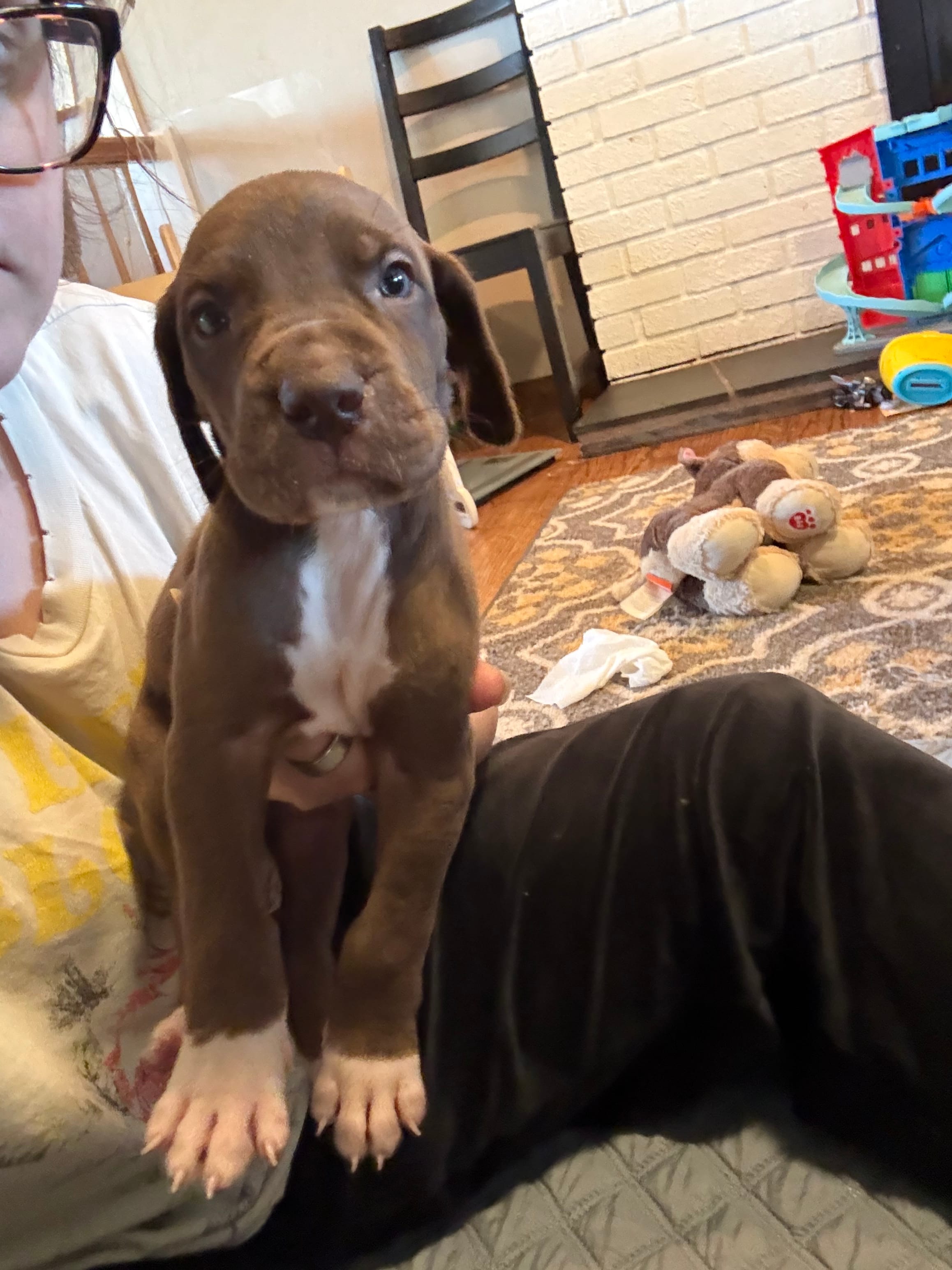 Ollie – Great Dane puppy for sale in Goshen, IN