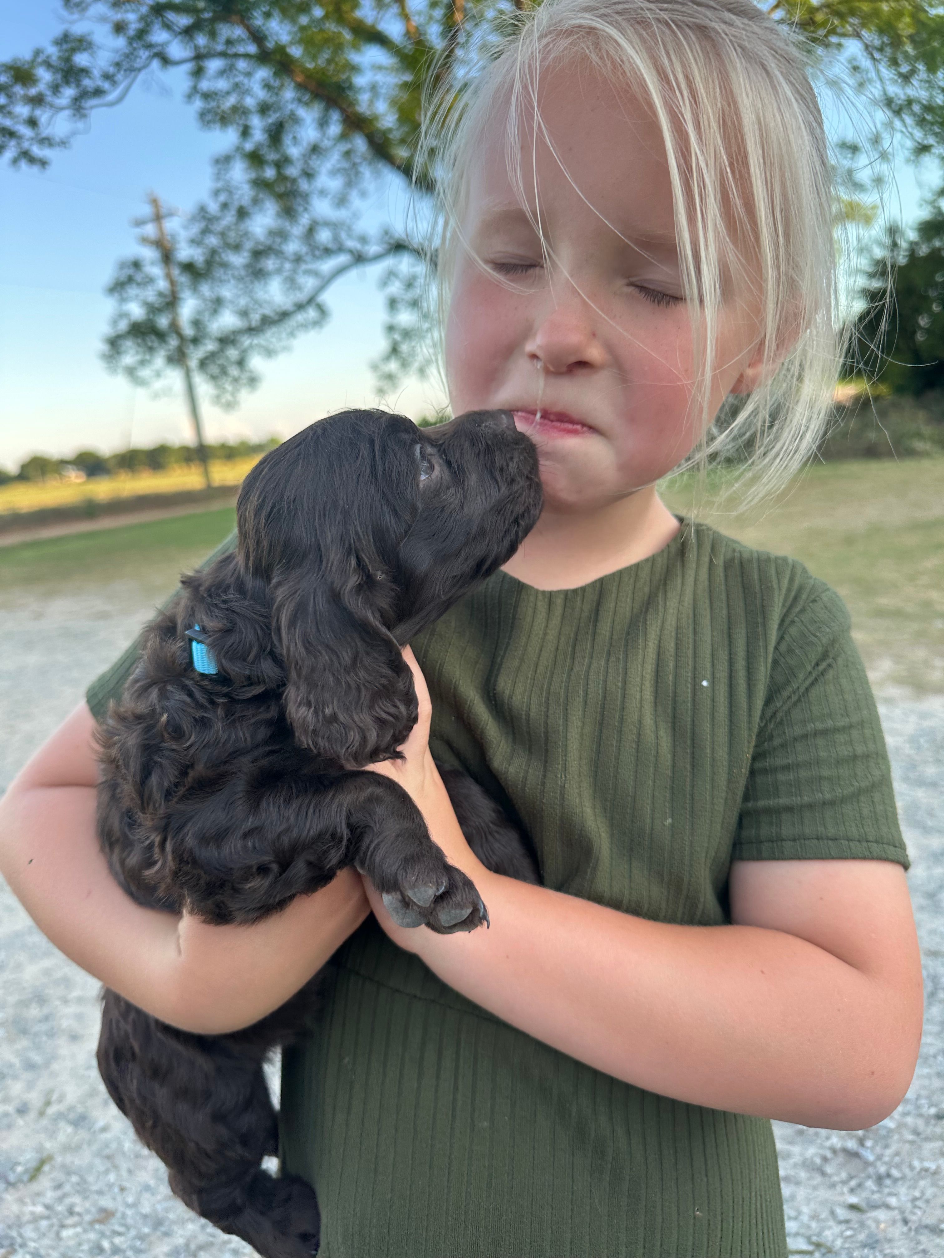 Blue boy – Boykin Spaniel puppy for sale in Montezuma, GA