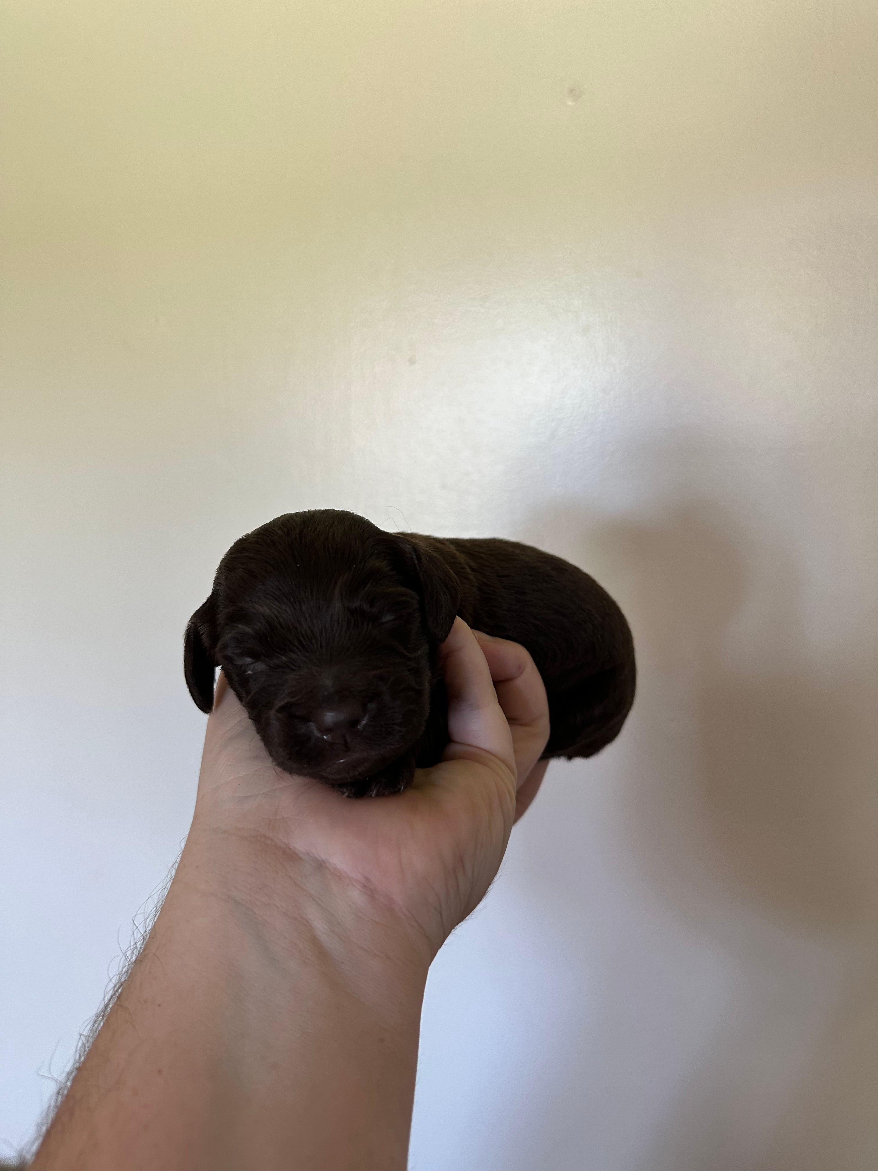 Black Boy  – Boykin Spaniel puppy for sale in Montezuma, GA