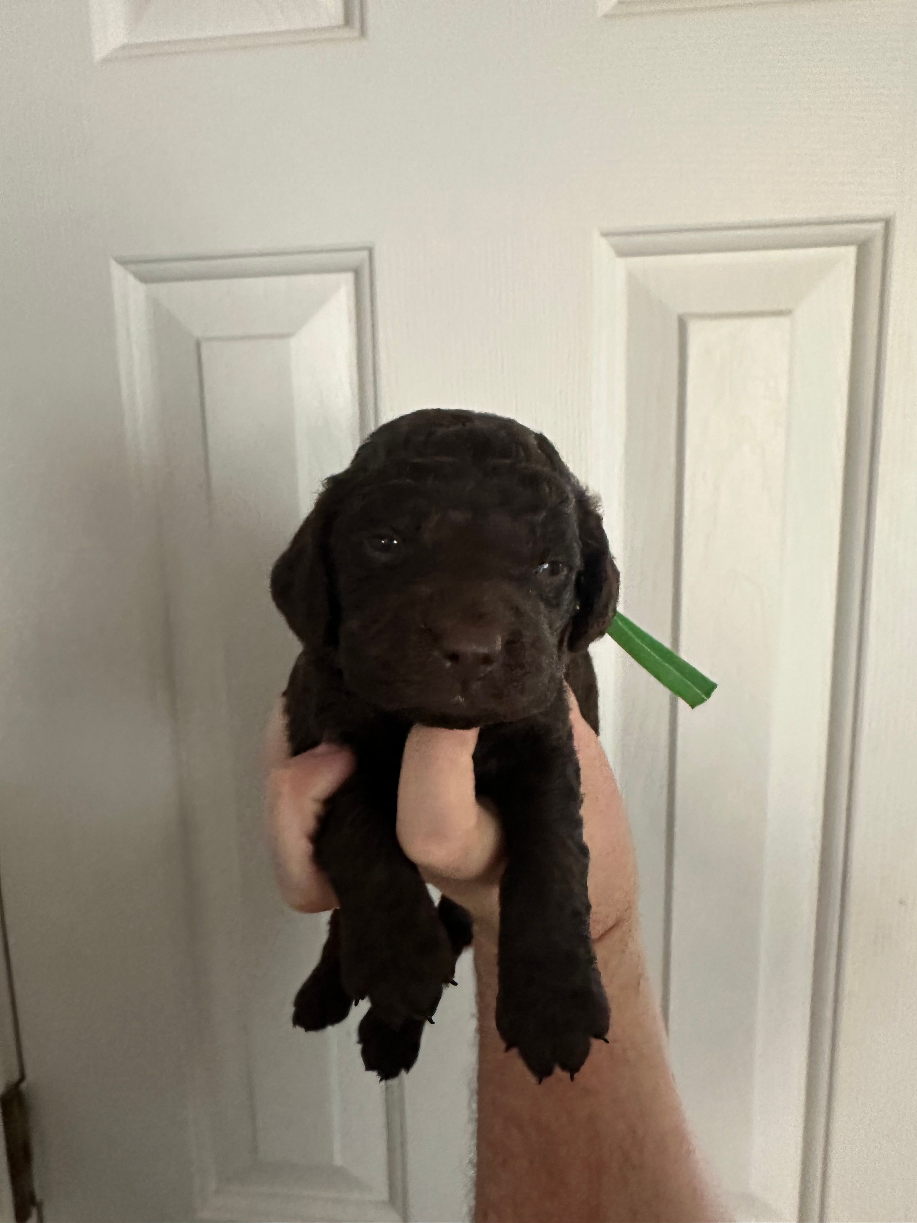 Boy 3. Green  – Boykin Spaniel puppy for sale in Montezuma, GA