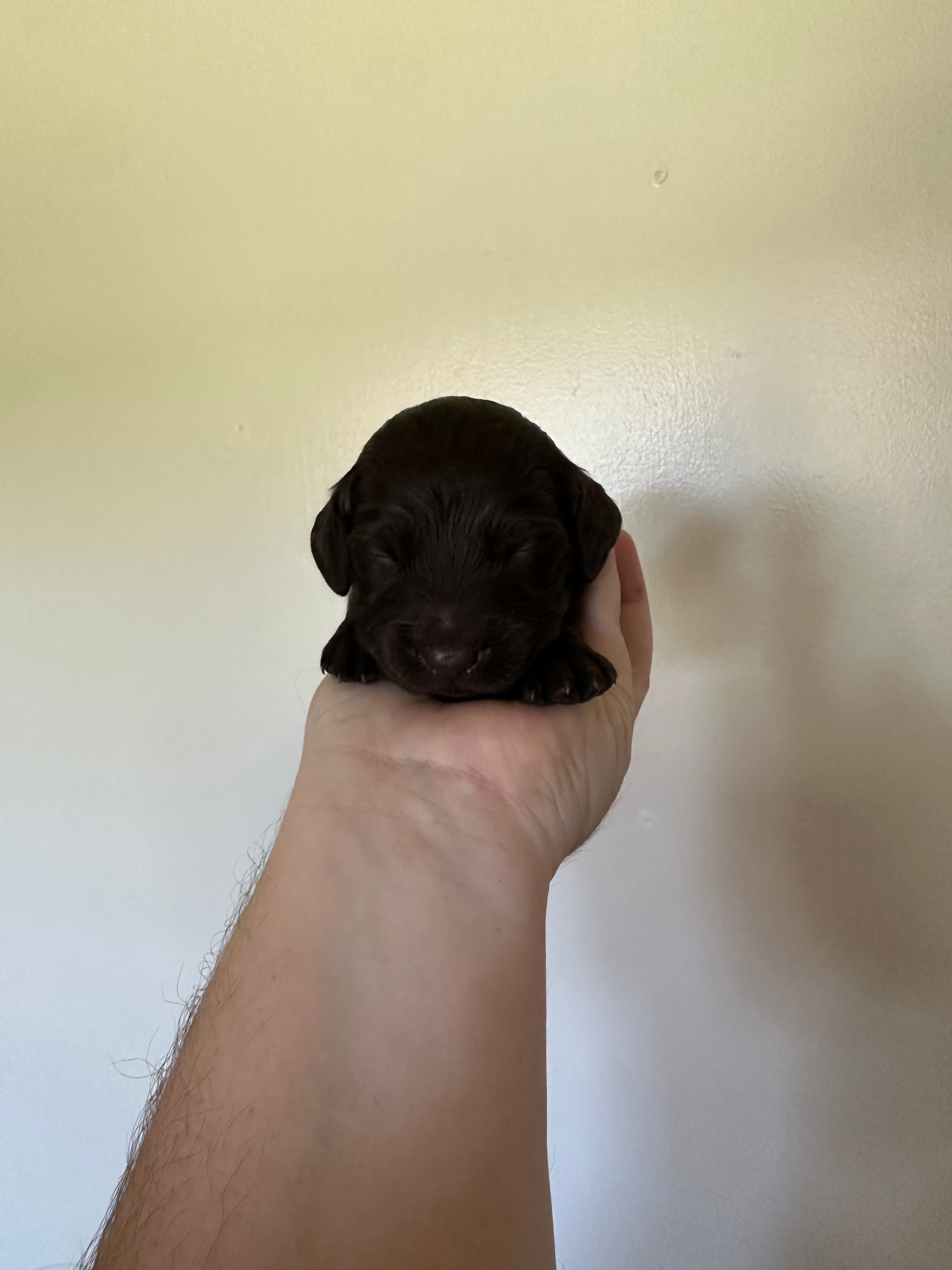 Purple Boy  – Boykin Spaniel puppy for sale in Montezuma, GA