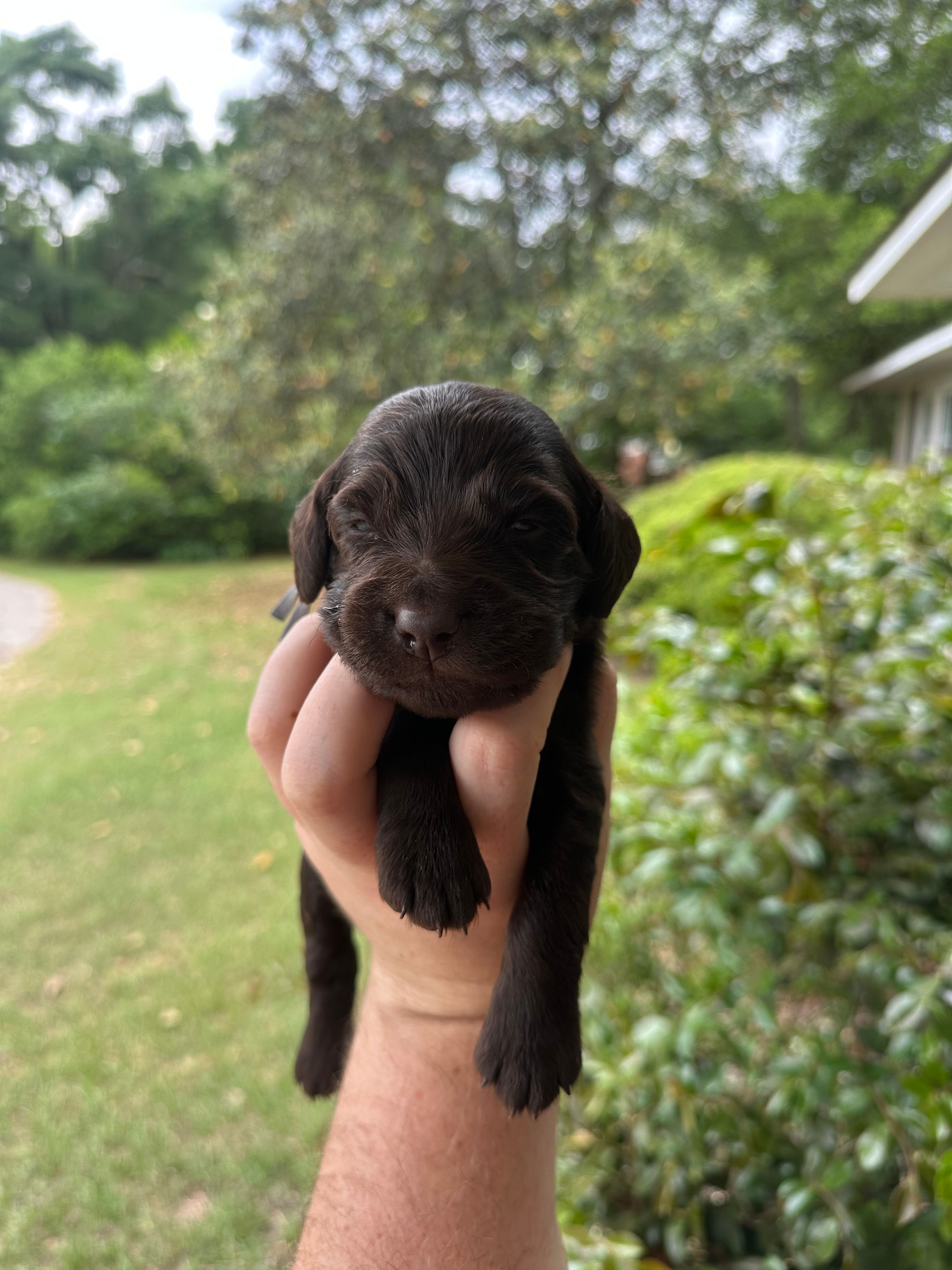 Gray Boy – Boykin Spaniel puppy for sale in Montezuma, GA