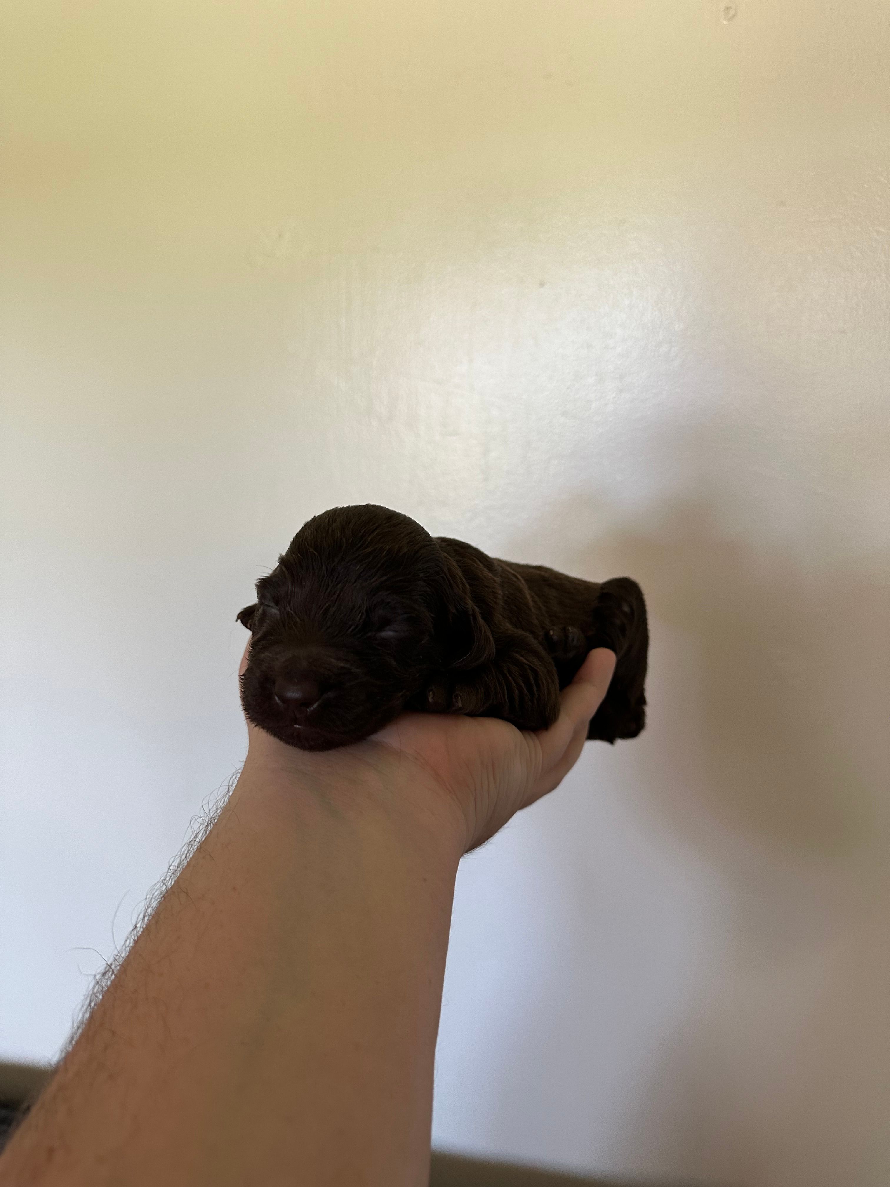 Gray Boy – Boykin Spaniel puppy for sale in Montezuma, GA