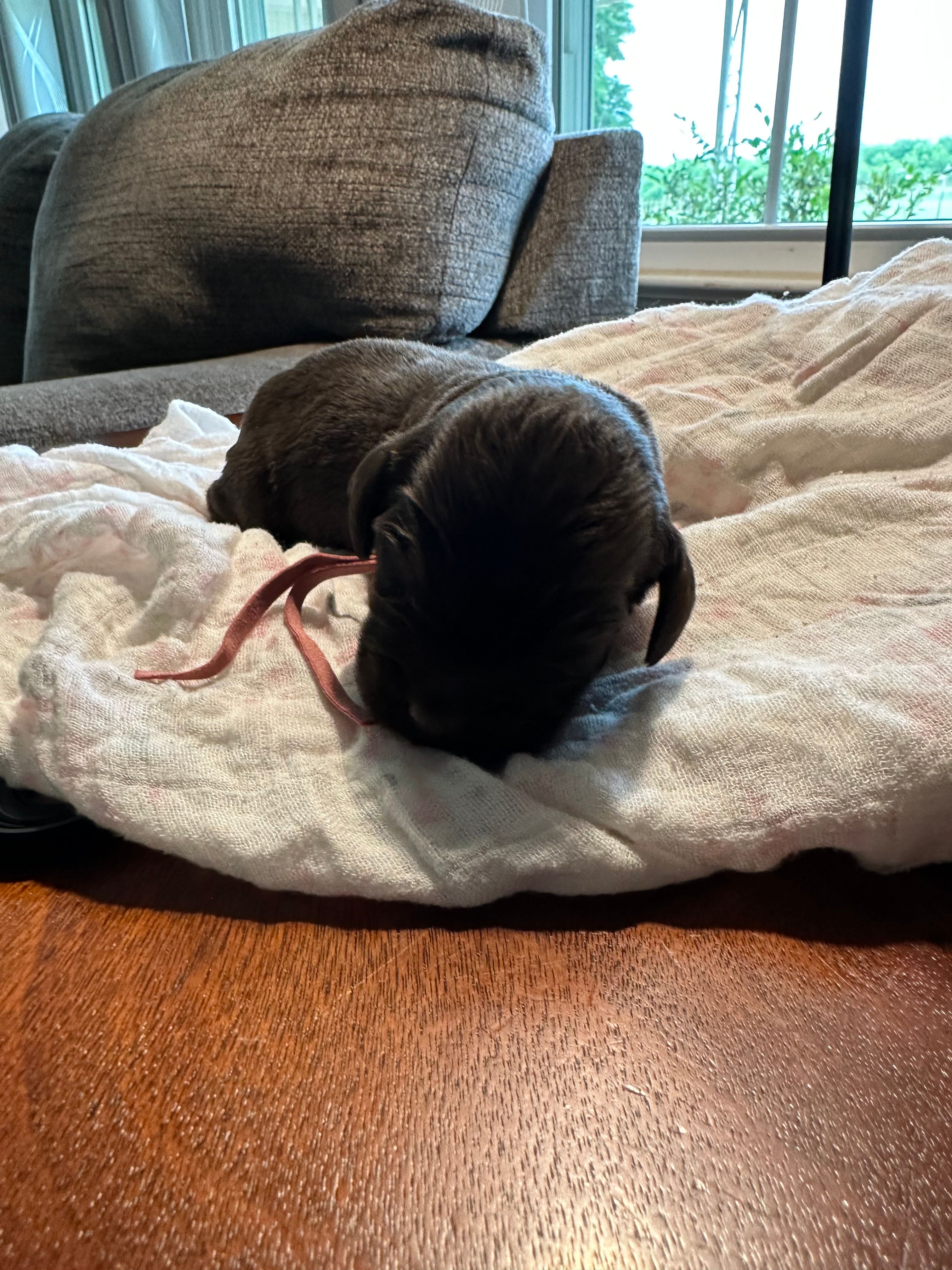 Purple Boy  – Boykin Spaniel puppy for sale in Montezuma, GA