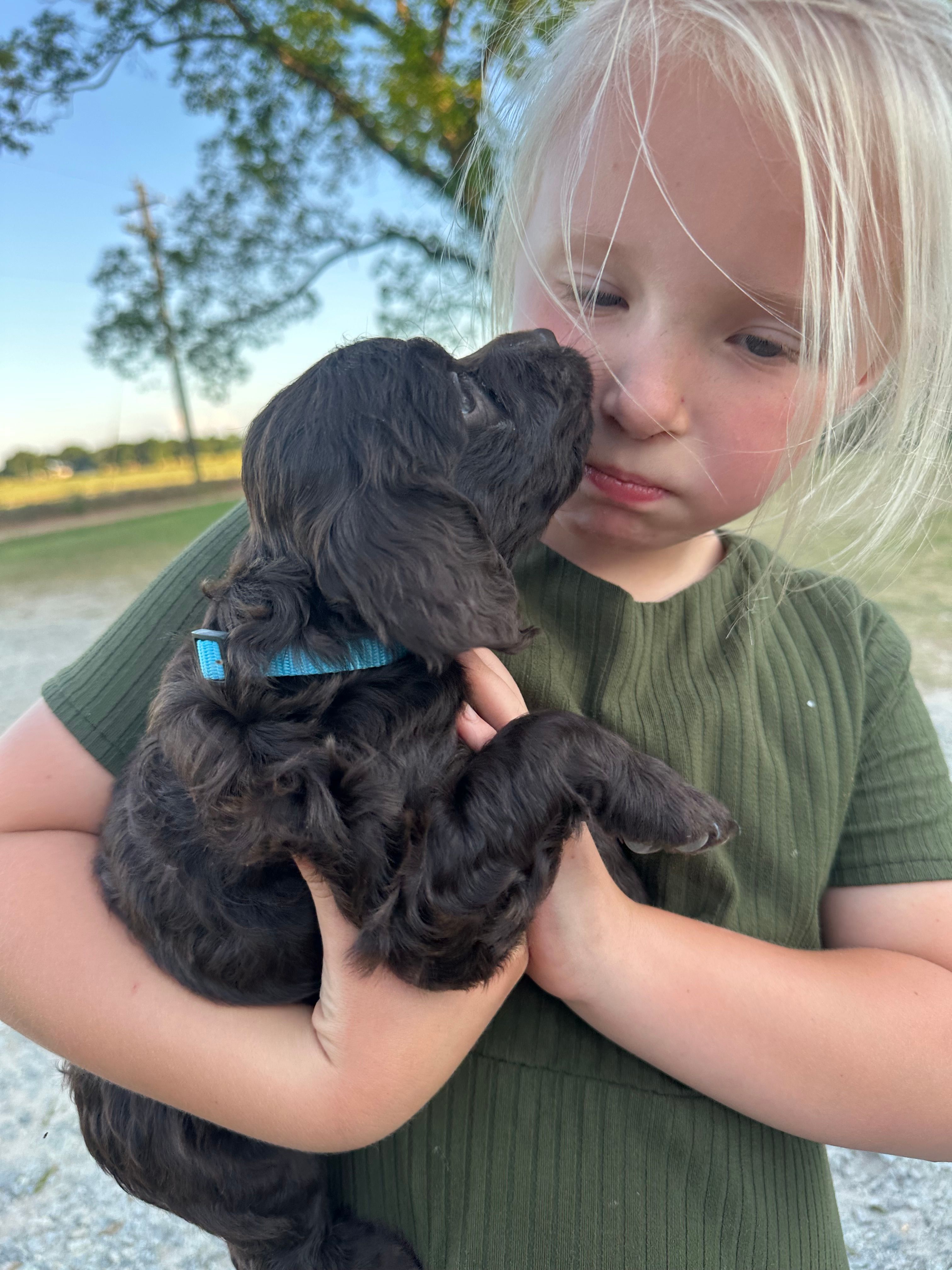 Blue boy – Boykin Spaniel puppy for sale in Montezuma, GA