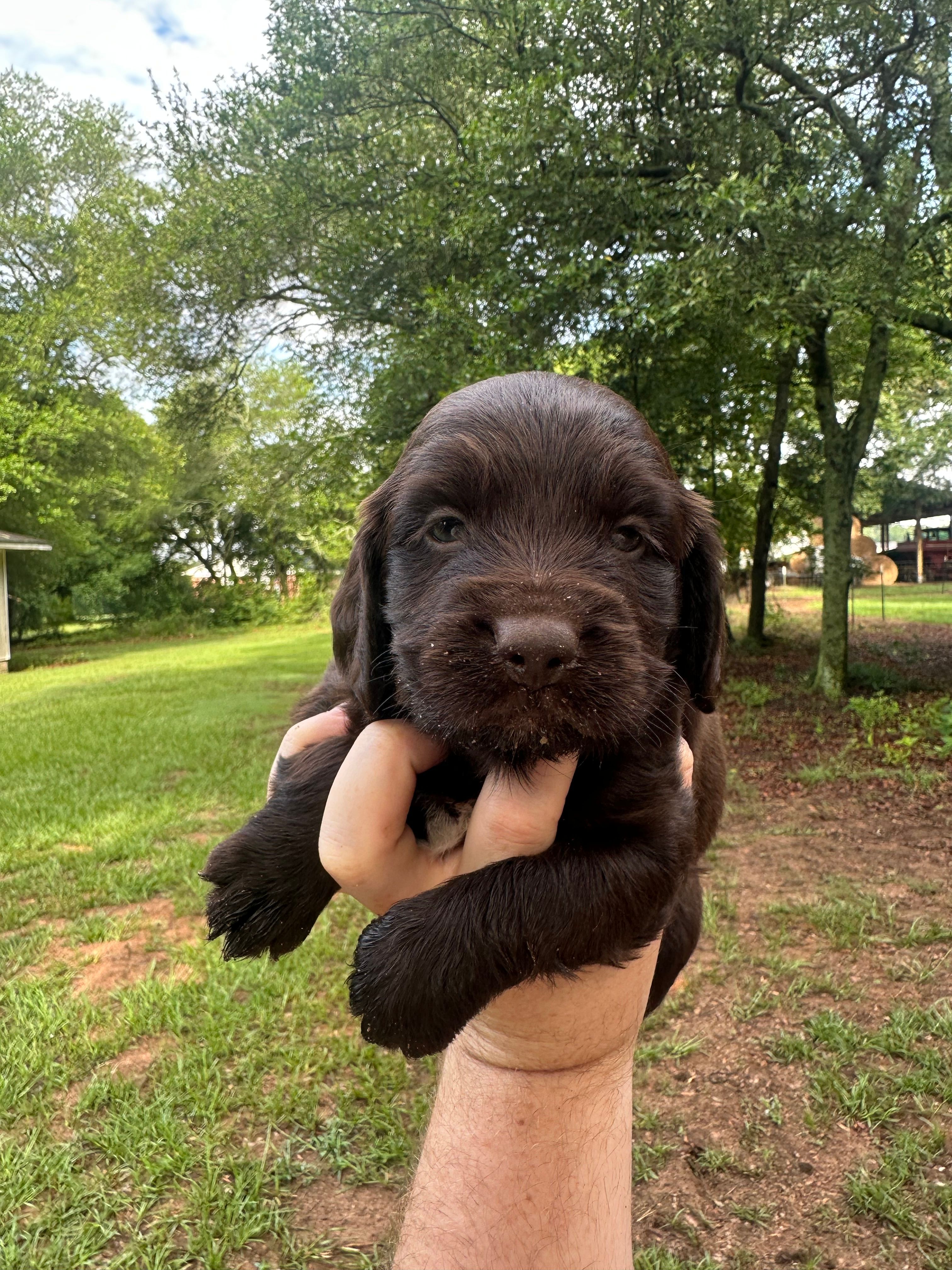 Red Boy – Boykin Spaniel puppy for sale in Montezuma, GA