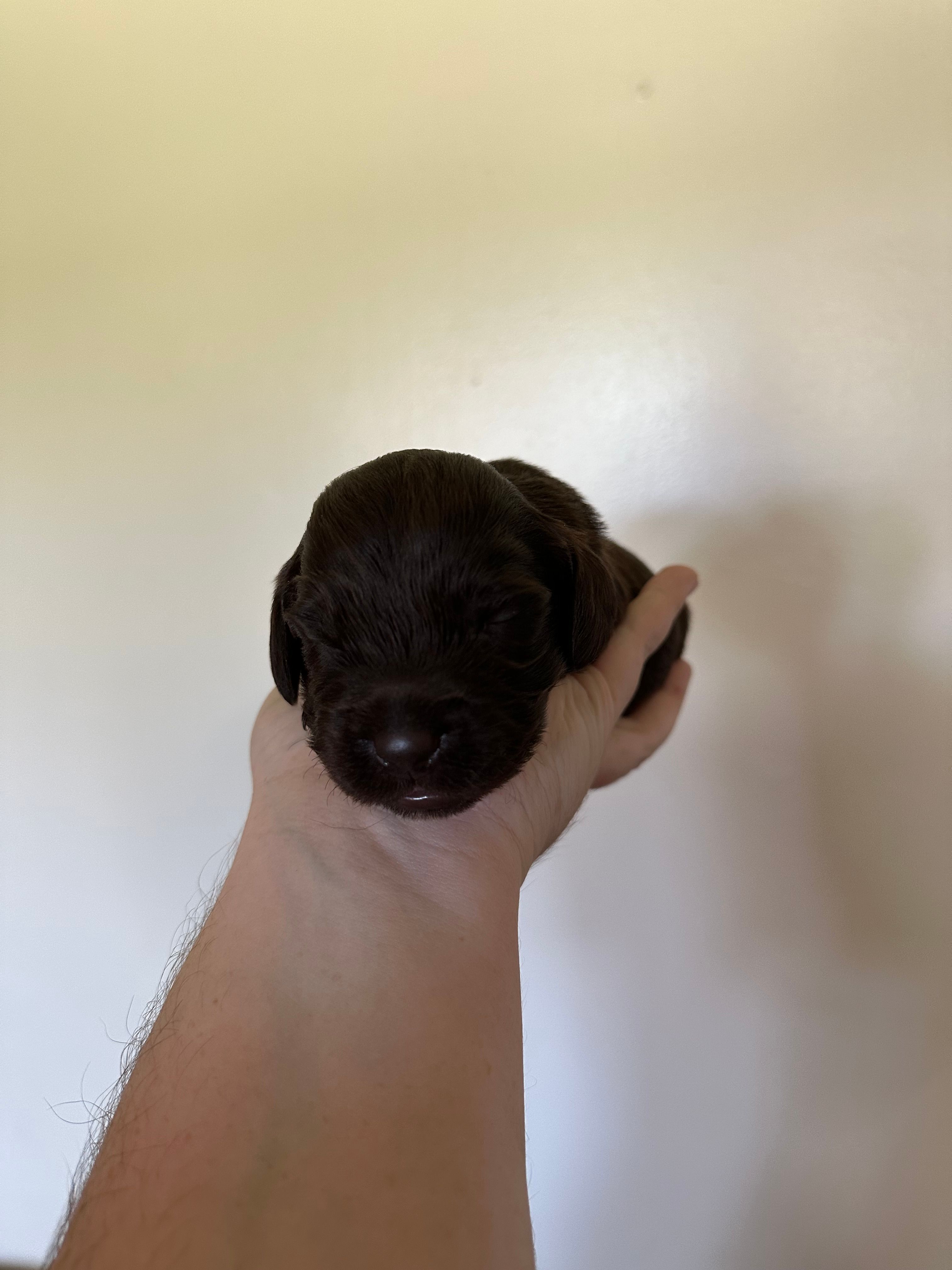 Red Boy – Boykin Spaniel puppy for sale in Montezuma, GA