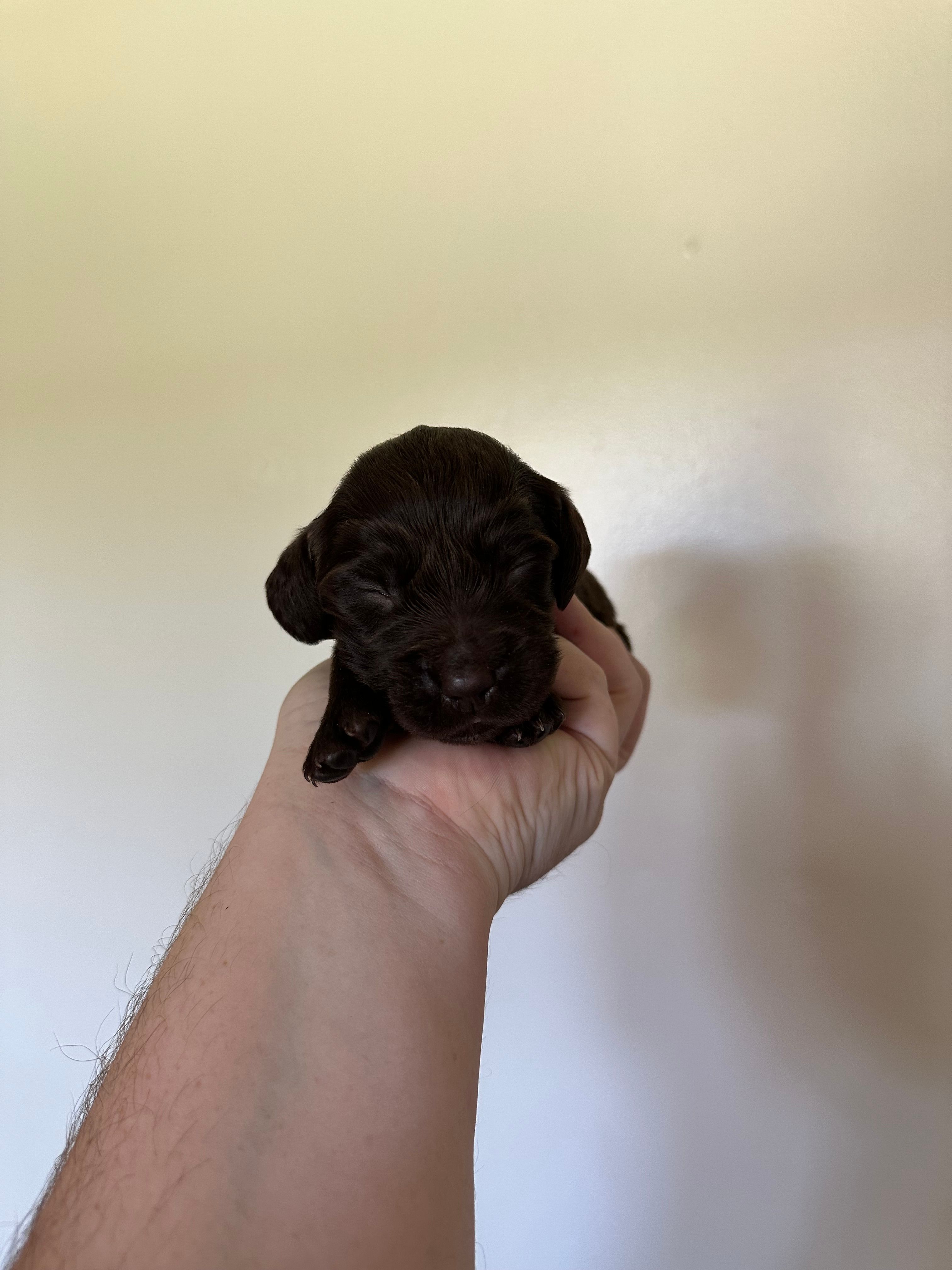 White Boy – Boykin Spaniel puppy for sale in Montezuma, GA