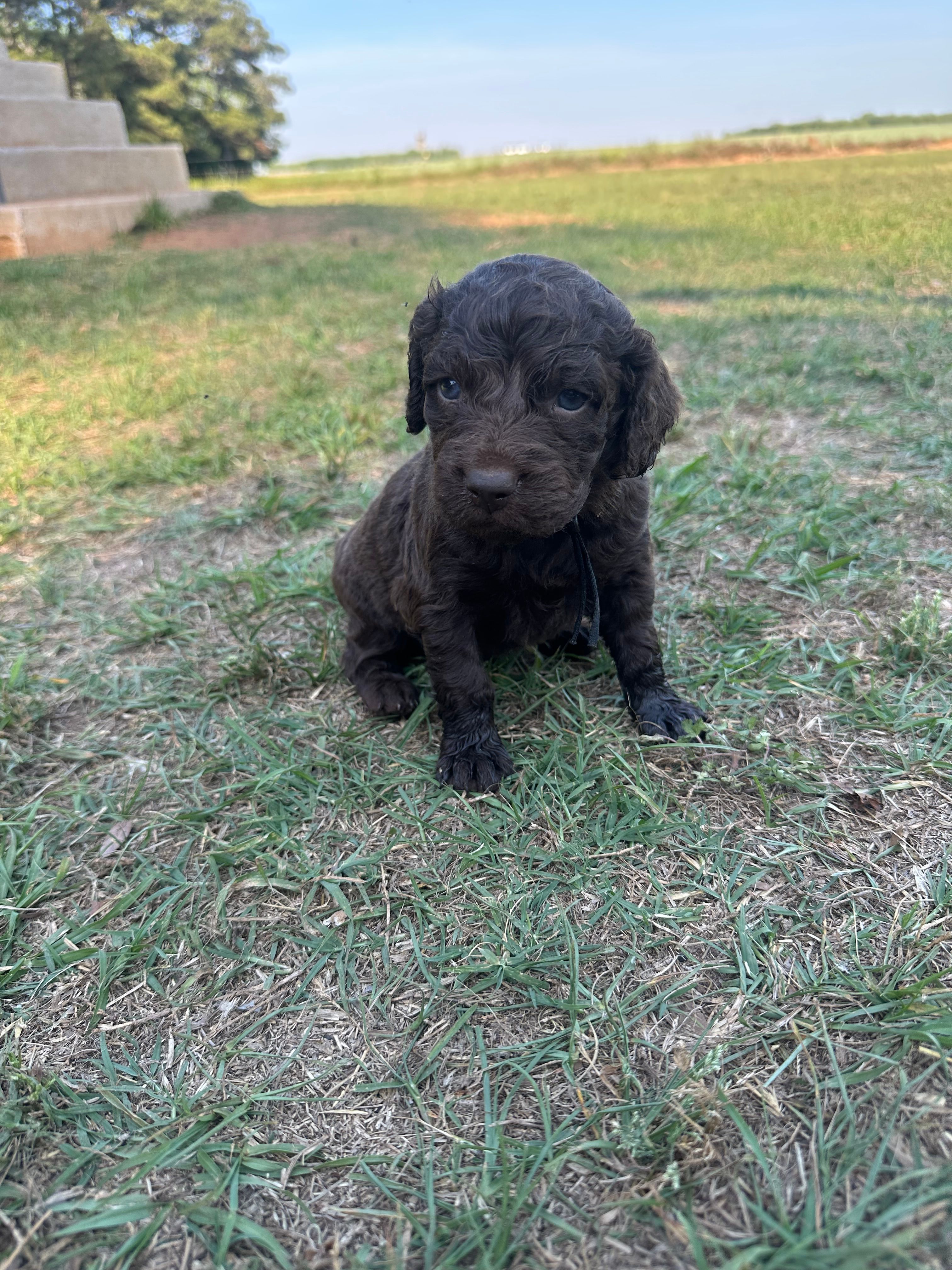 Boy 1. Black  – Boykin Spaniel puppy for sale in Montezuma, GA