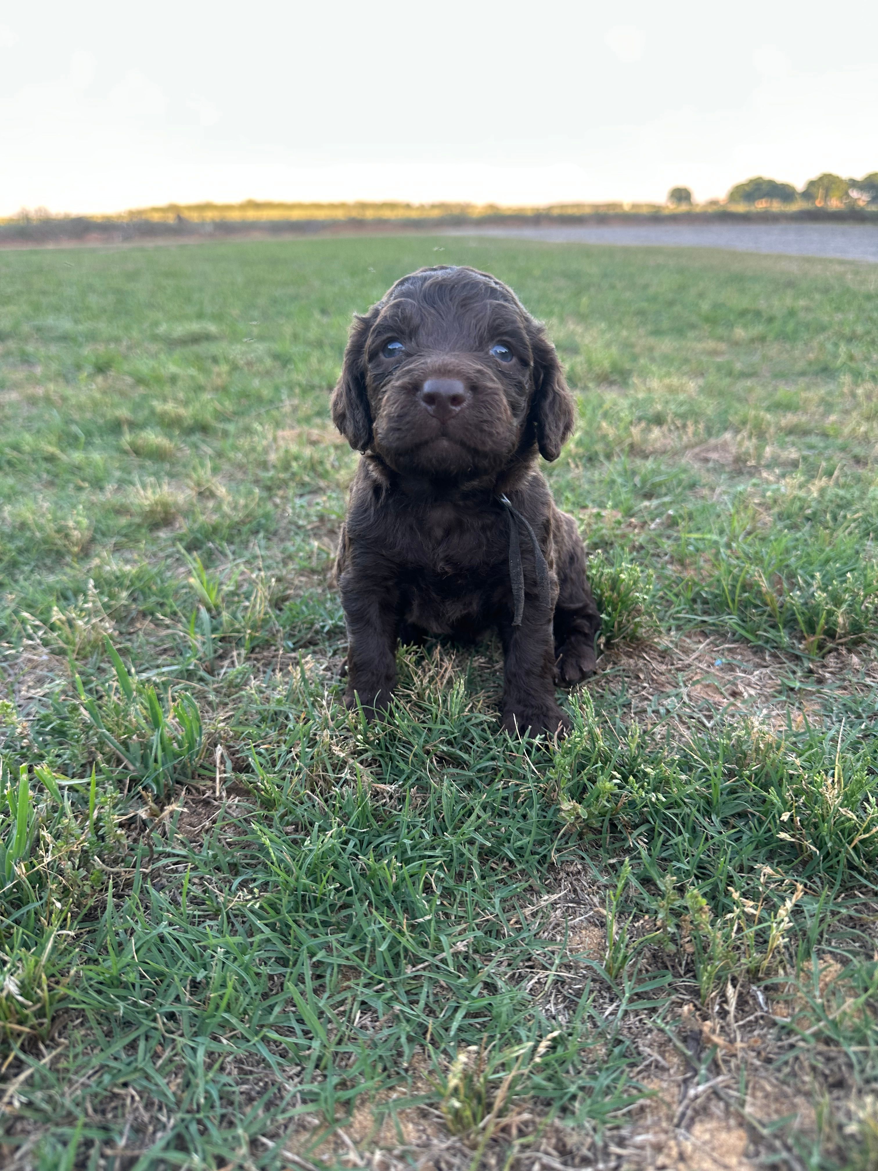 Boy 1. Black  – Boykin Spaniel puppy for sale in Montezuma, GA