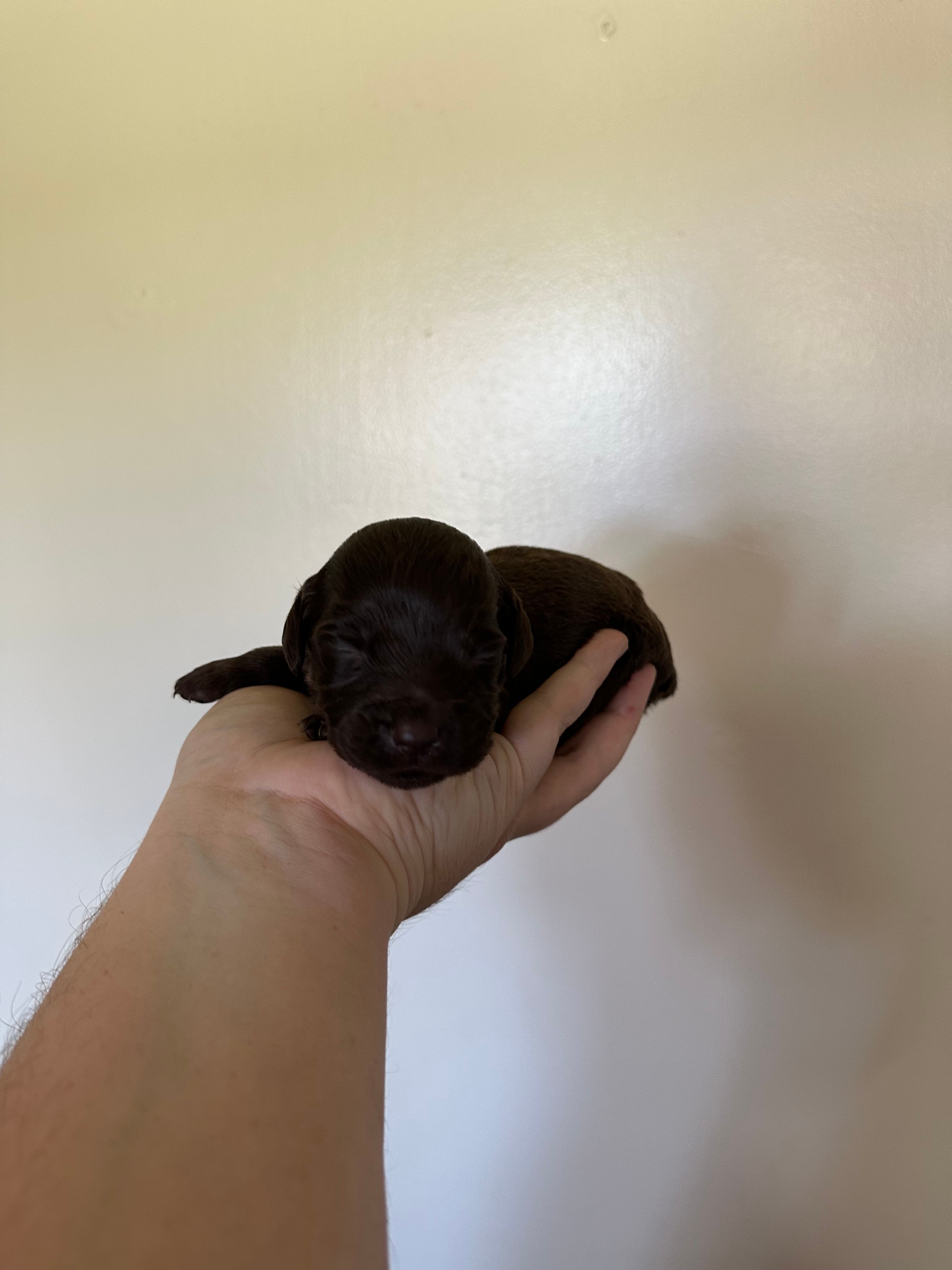Orange Boy – Boykin Spaniel puppy for sale in Montezuma, GA