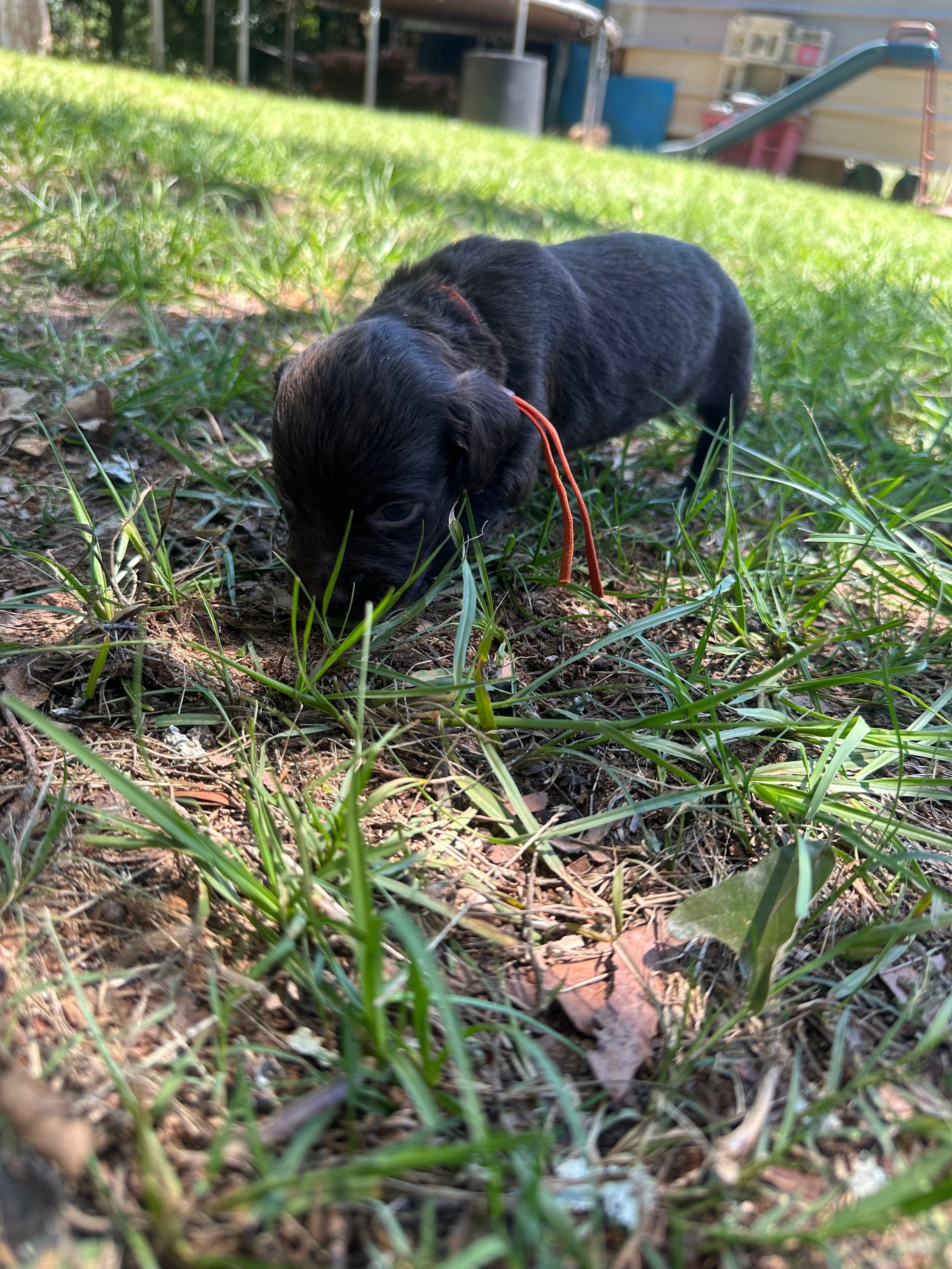 Orange Boy – Boykin Spaniel puppy for sale in Montezuma, GA
