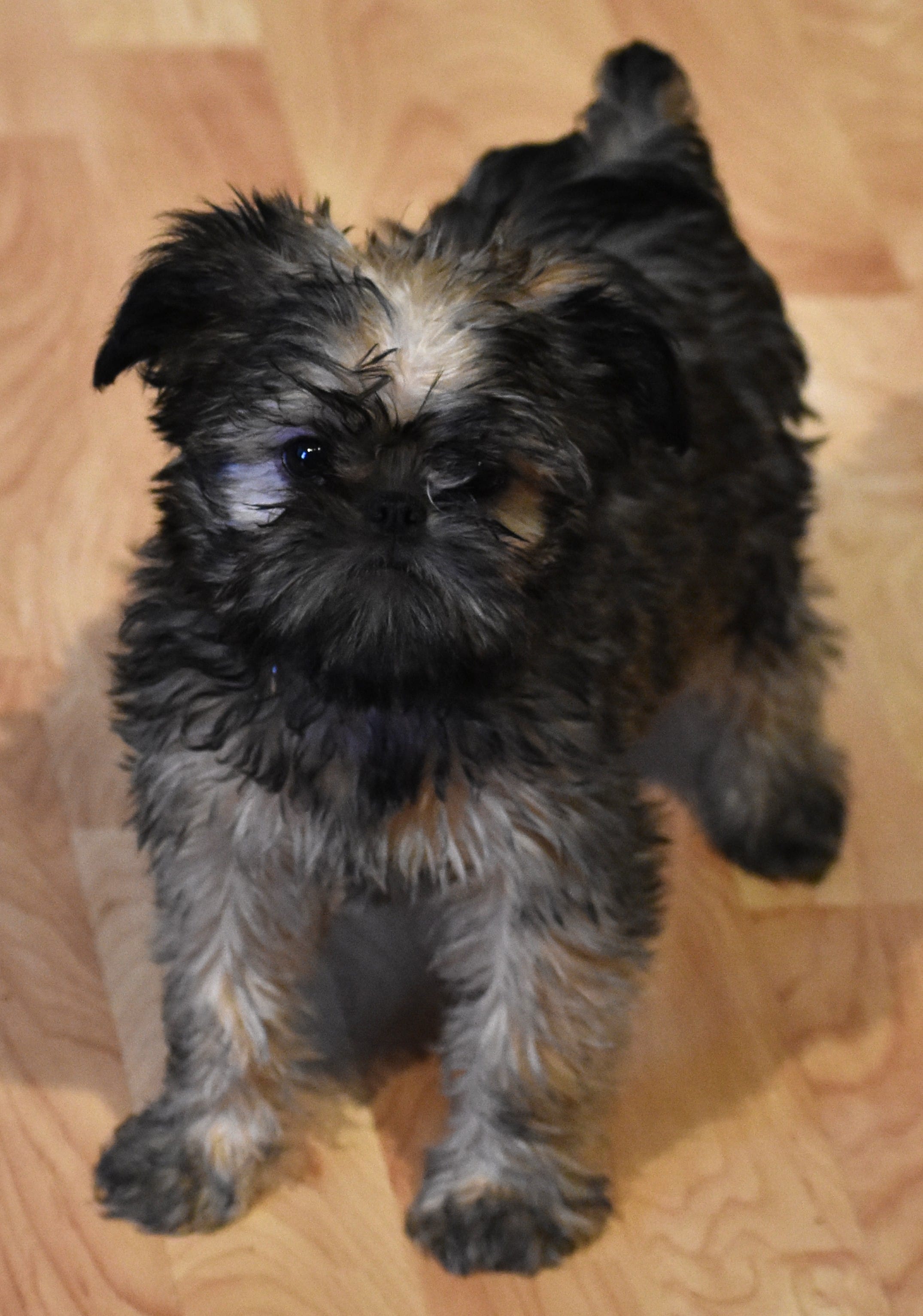 Green Collar – Brussels Griffon puppy for sale in Florissant, MO