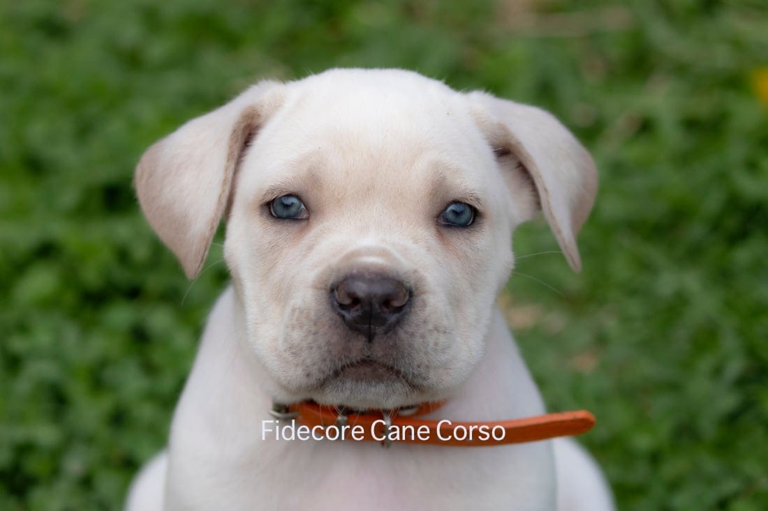 White/ Straw Cane corso  – Cane Corso puppy for sale in Marengo, IL