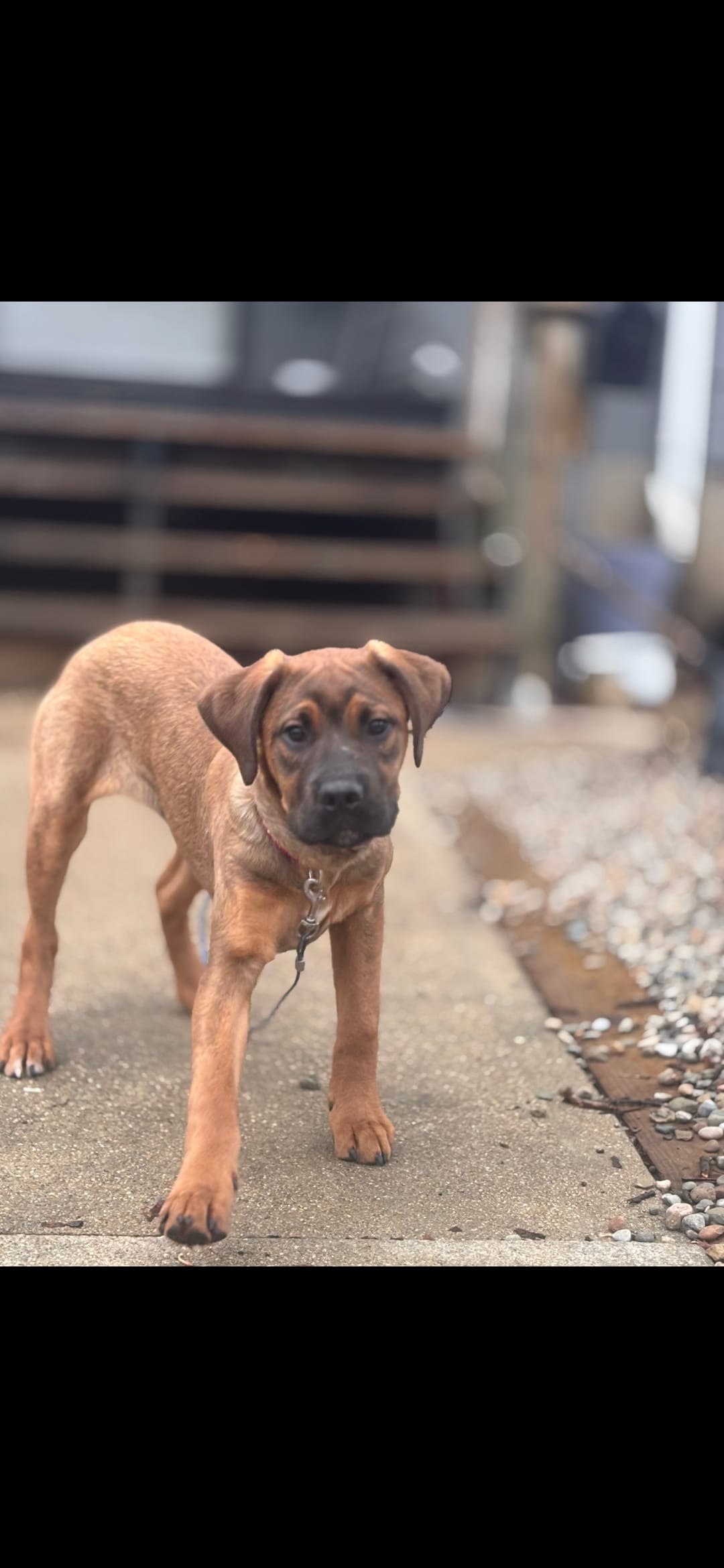 RUSTY female  – Cane Corso puppy for sale in Black Earth, WI