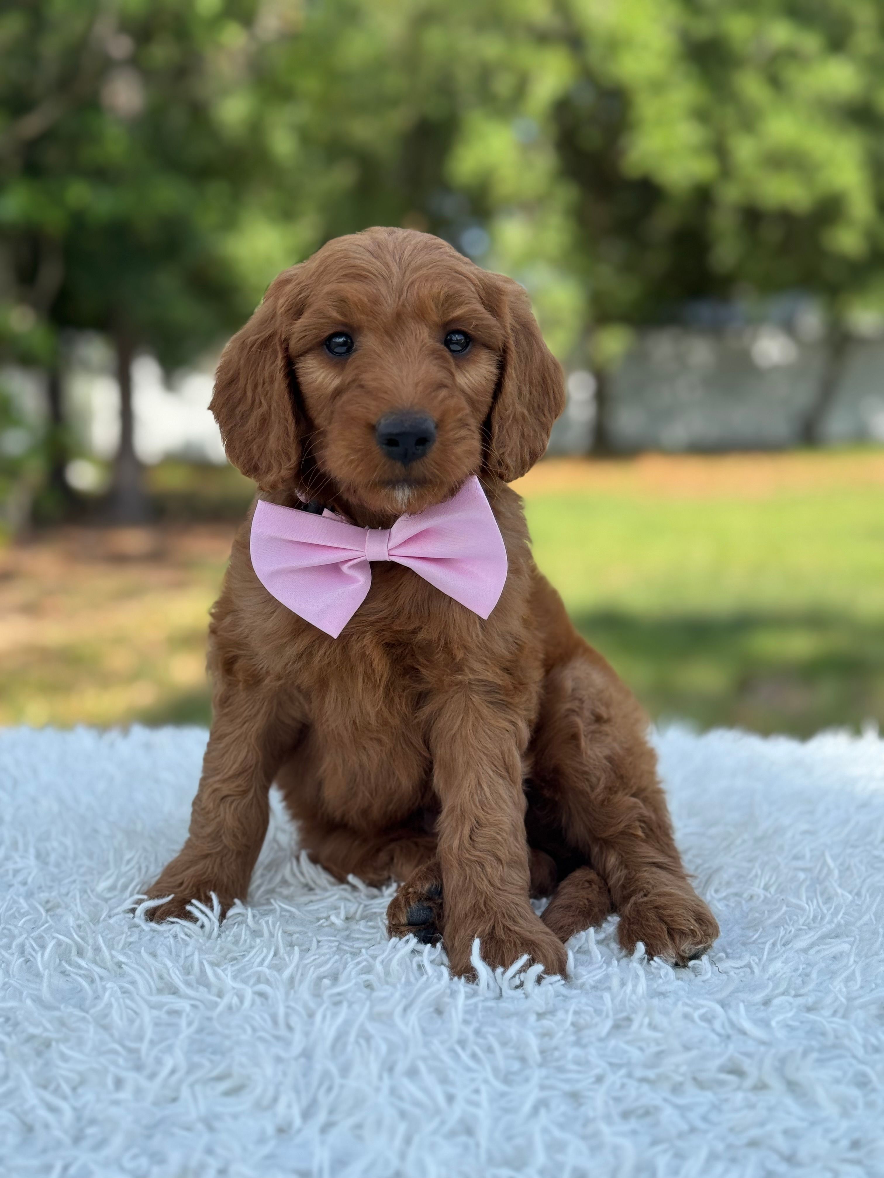 Ace- F1 mini  – Goldendoodle puppy for sale in Frostproof, FL