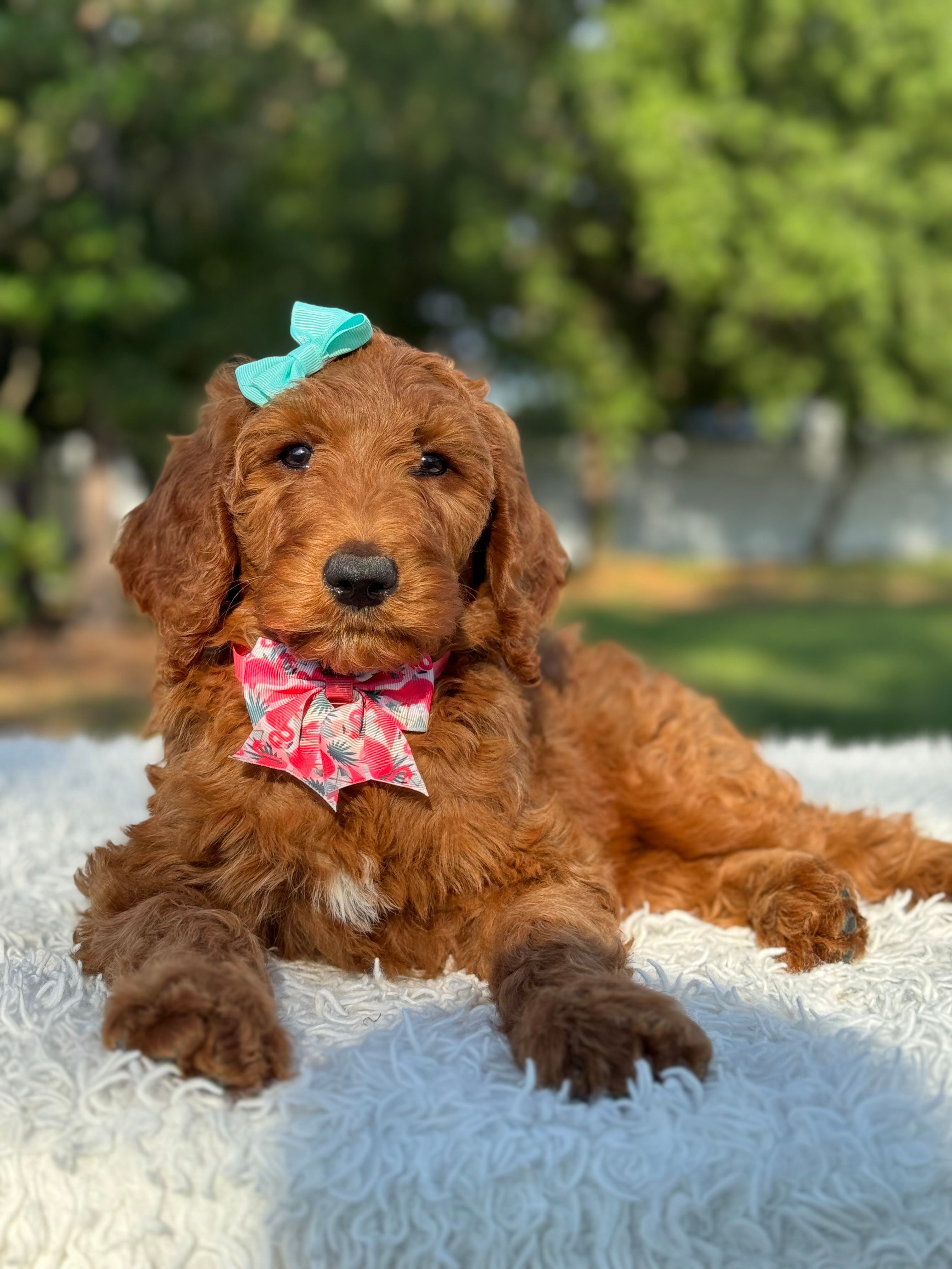 Celeste – Goldendoodle puppy for sale in Frostproof, FL