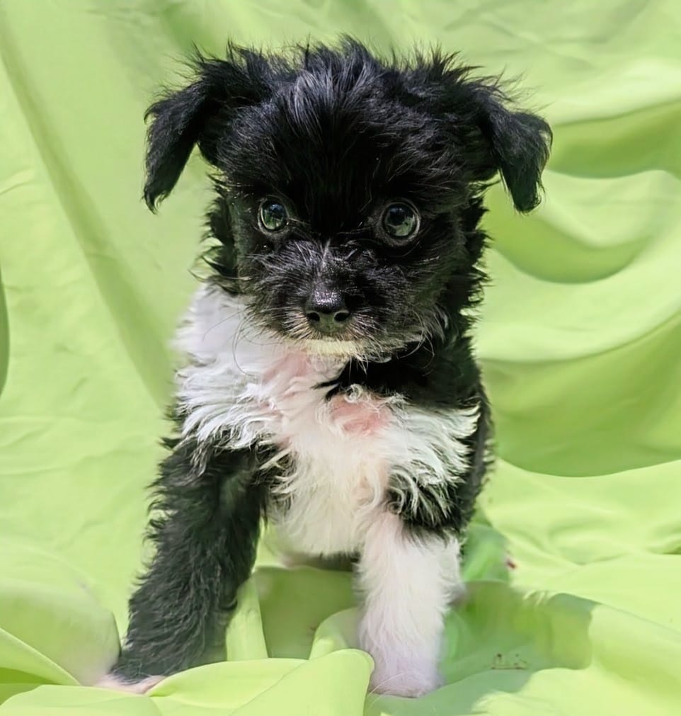 Oreo – Yorkshire Terrier, Morkie puppy for sale in Austin, TX