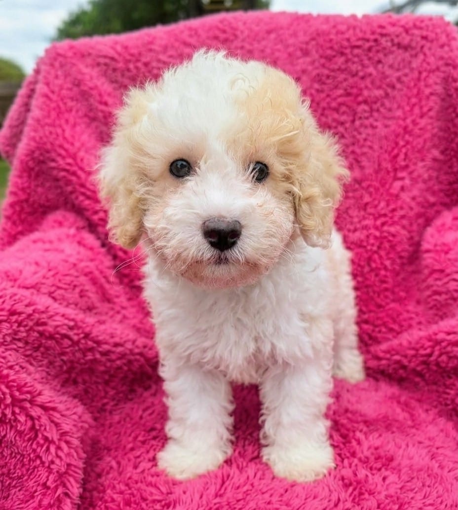 Lola – Maltipoo, Poodle - Miniature  puppy for sale in Austin, TX
