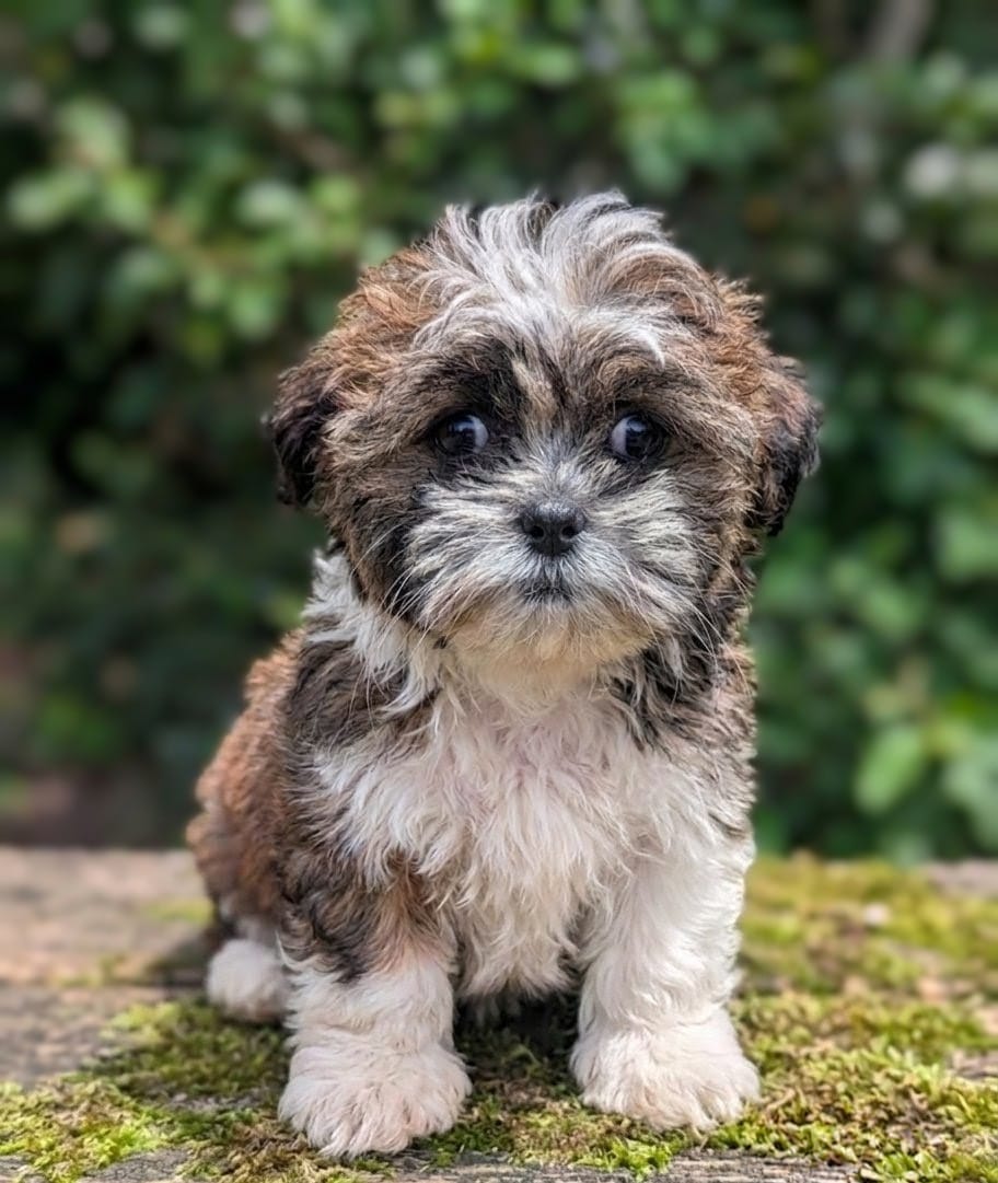 Tilly – Shih Tzu puppy for sale in Austin, TX