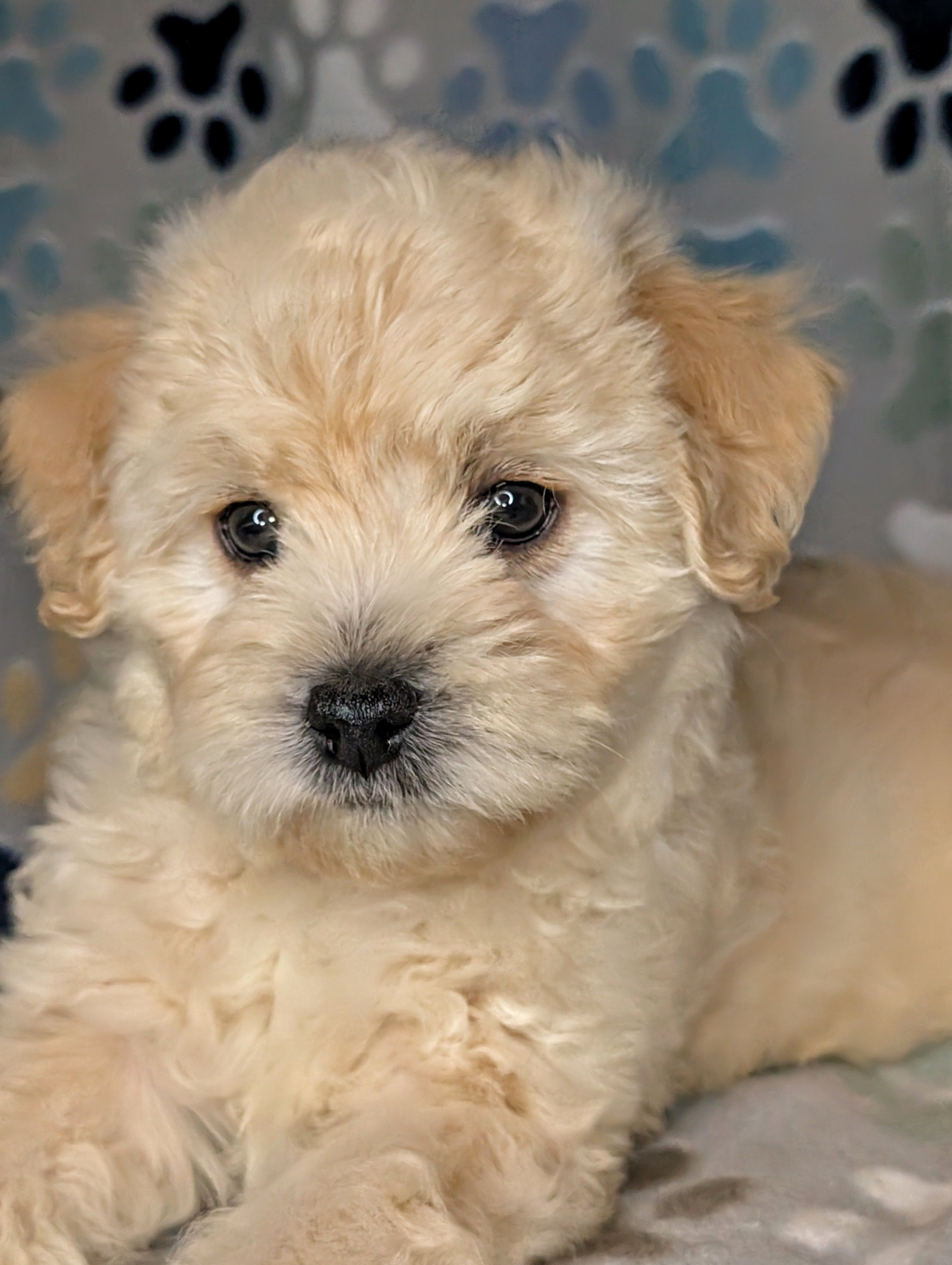 Tofu – Shihpoo puppy for sale in Austin, TX