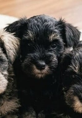 Jellybean  – Miniature Schnauzer puppy for sale in Austin, TX