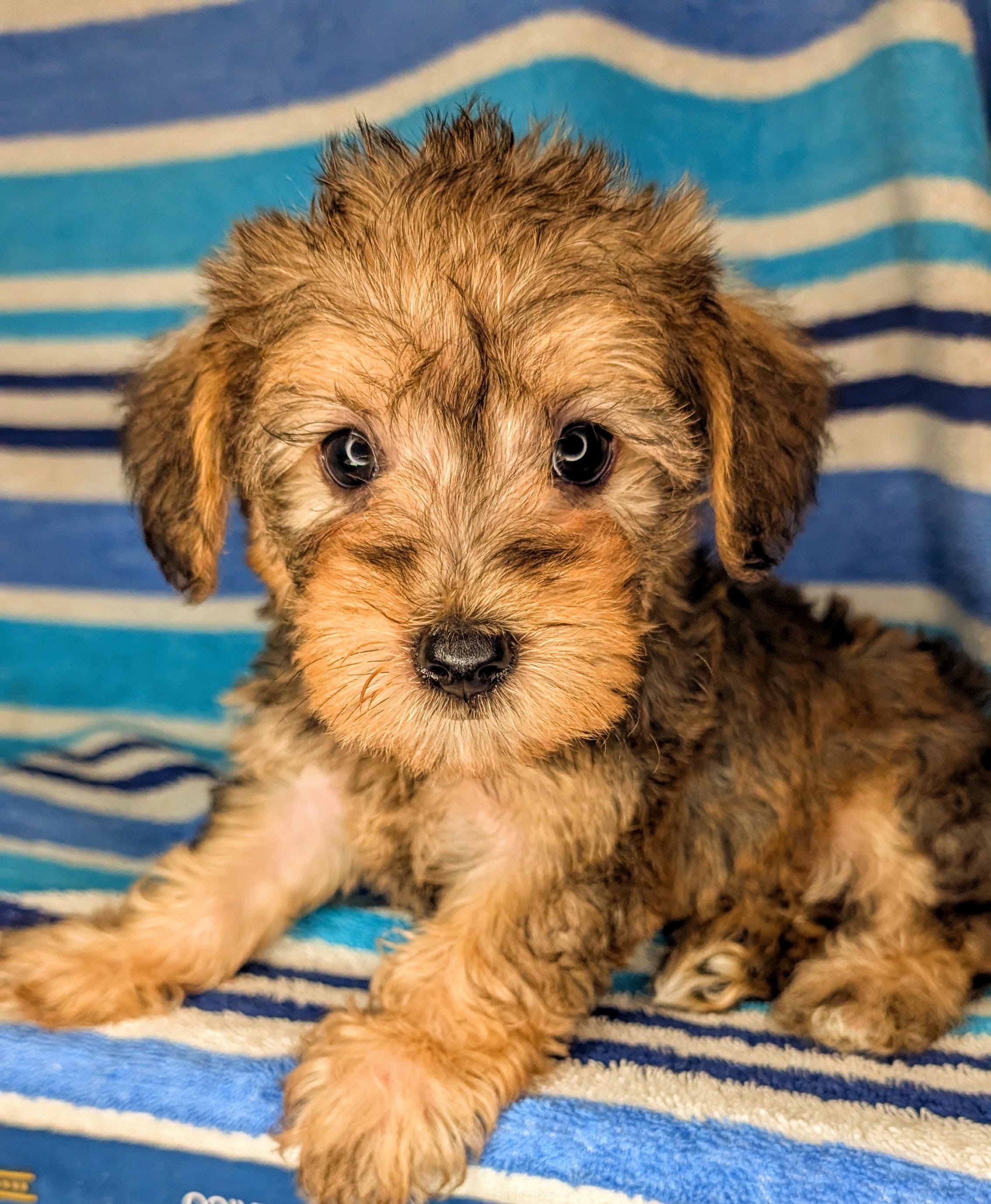 Snorkie (Rory) – Miniature Schnauzer, Yorkshire Terrier puppy for sale in Austin, TX