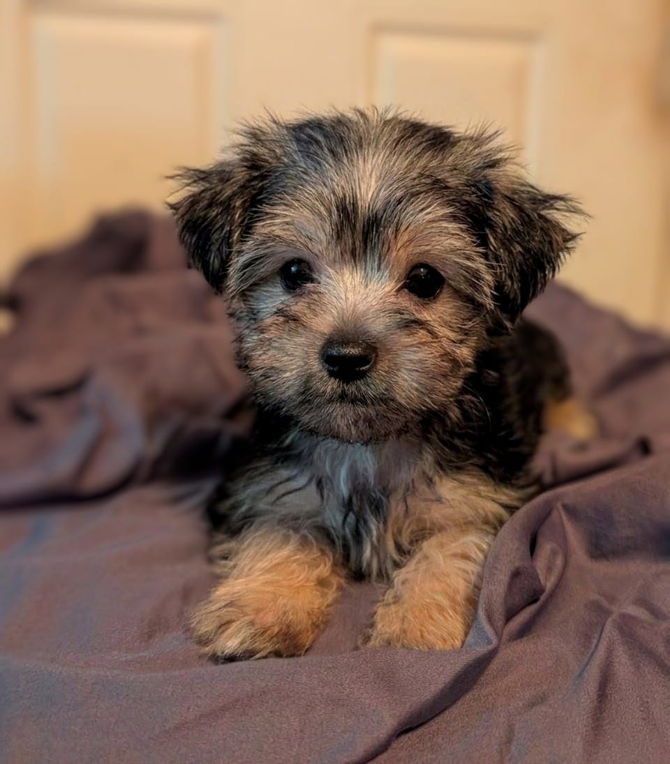 Albert – Yorkshire Terrier, Morkie puppy for sale in Austin, TX