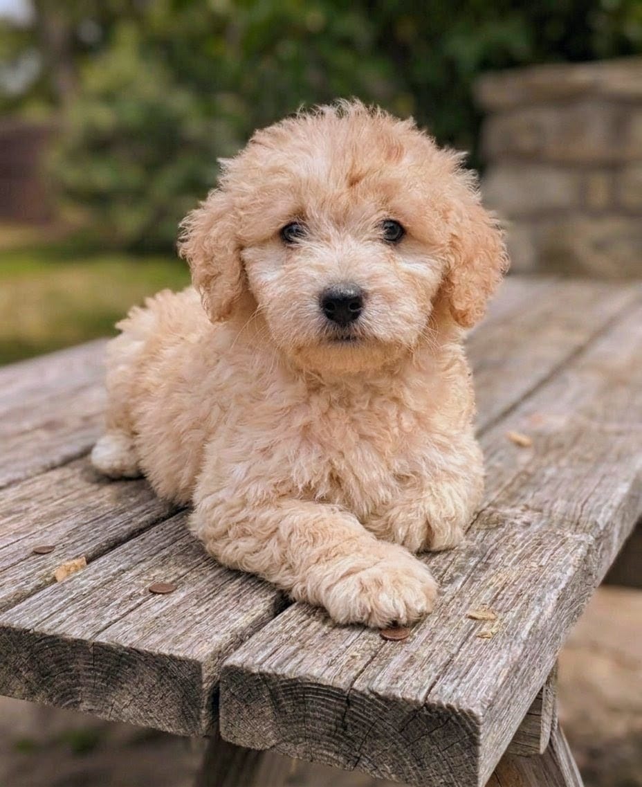 Duncan – Maltipoo puppy for sale in Austin, TX