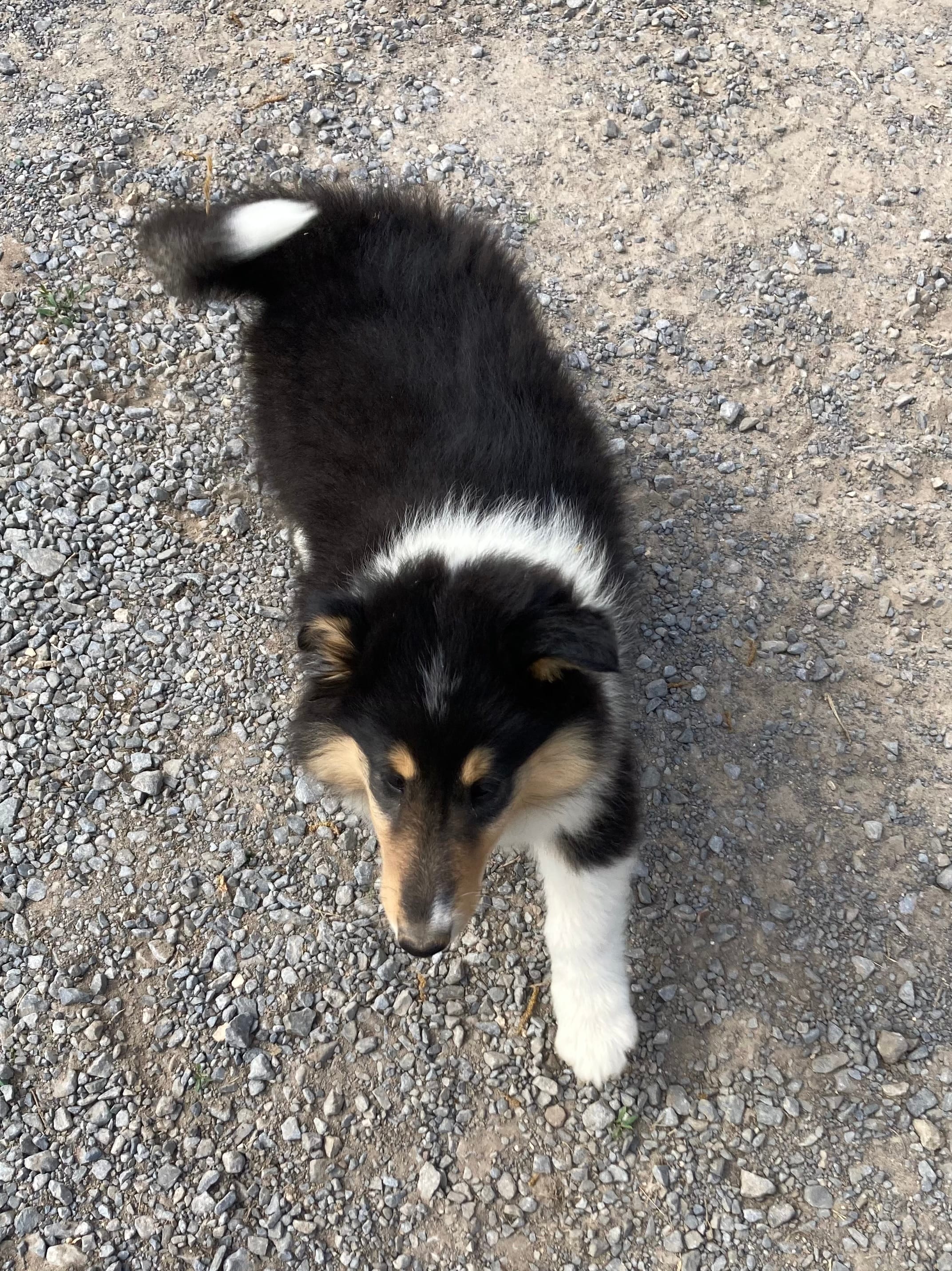 Ellen – Collie puppy for sale in Guntersville, AL