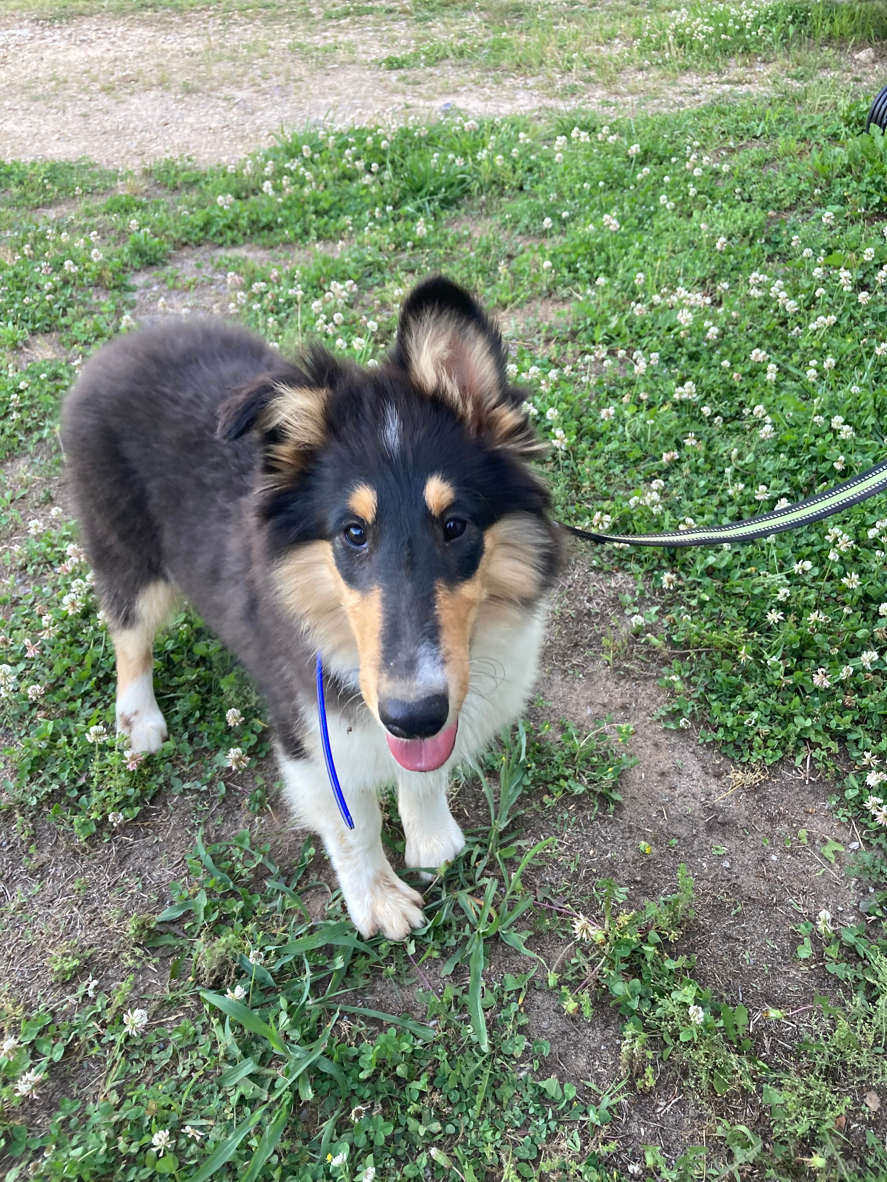 Ellen – Collie puppy for sale in Guntersville, AL