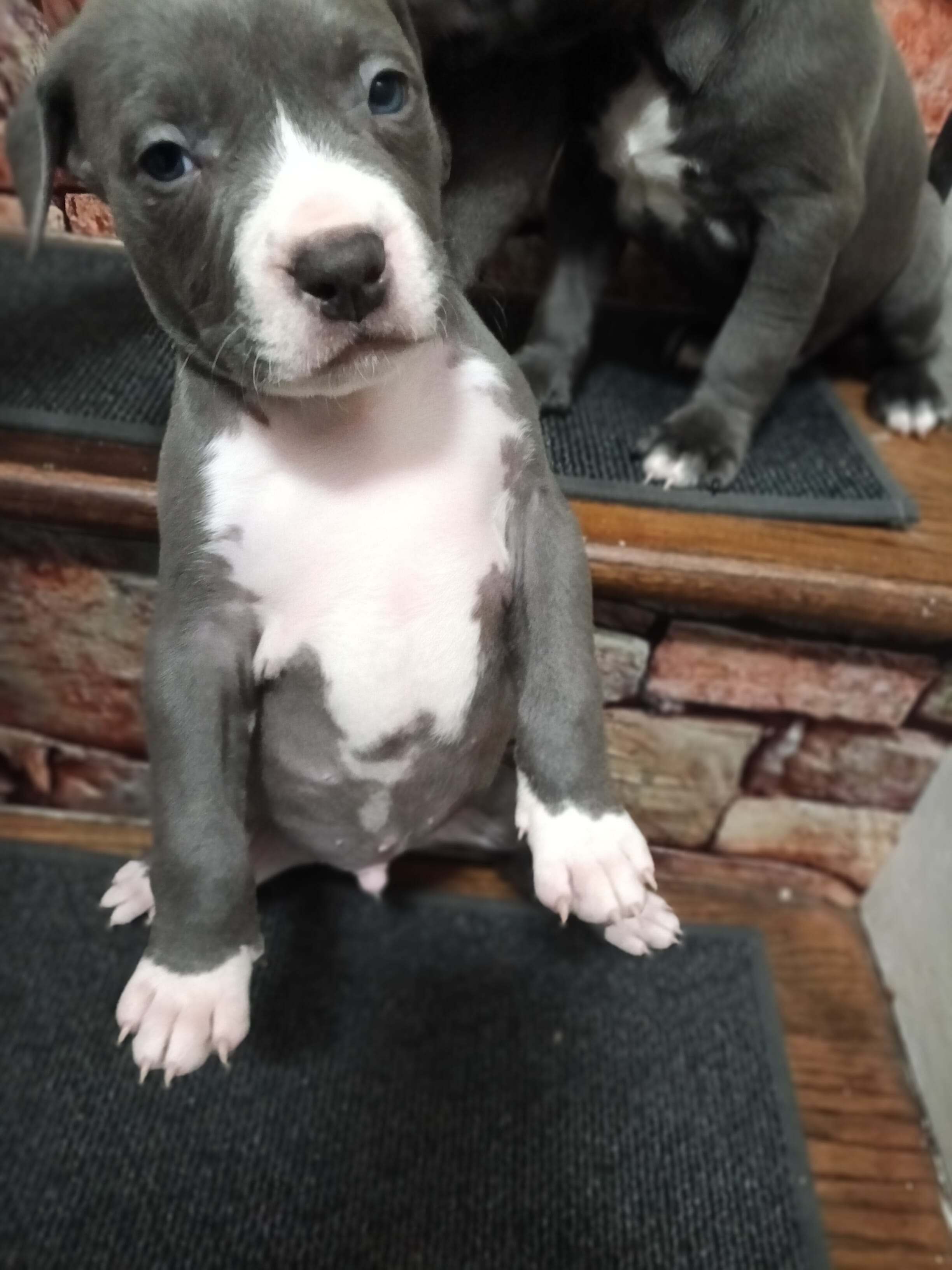 Romeo – American Pit Bull Terrier puppy for sale in Norfolk, VA