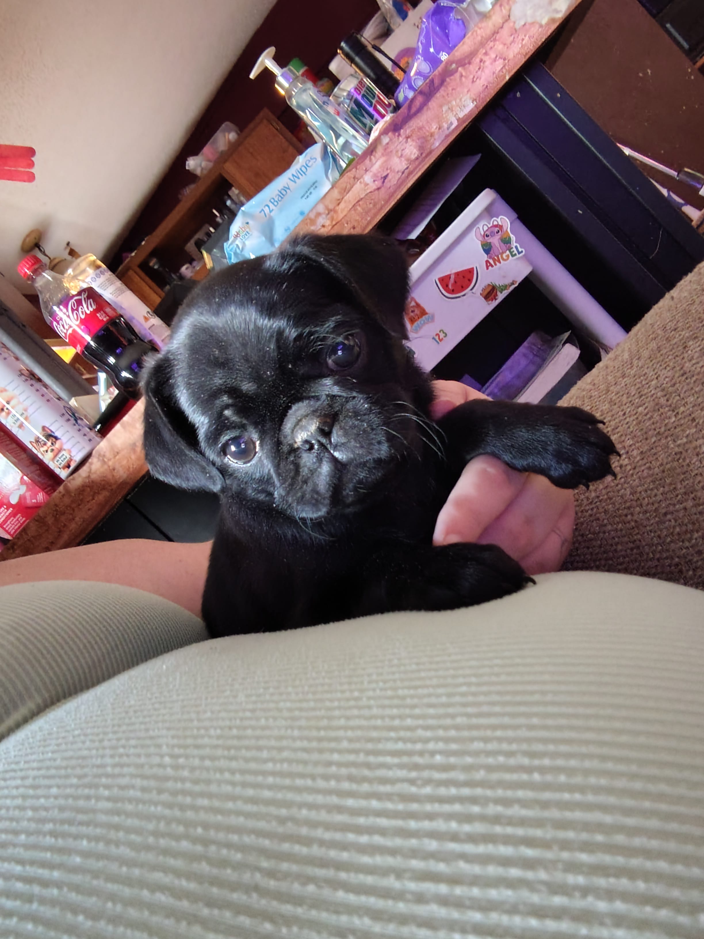 Lulu – Pug puppy for sale in Abbotsford, WI