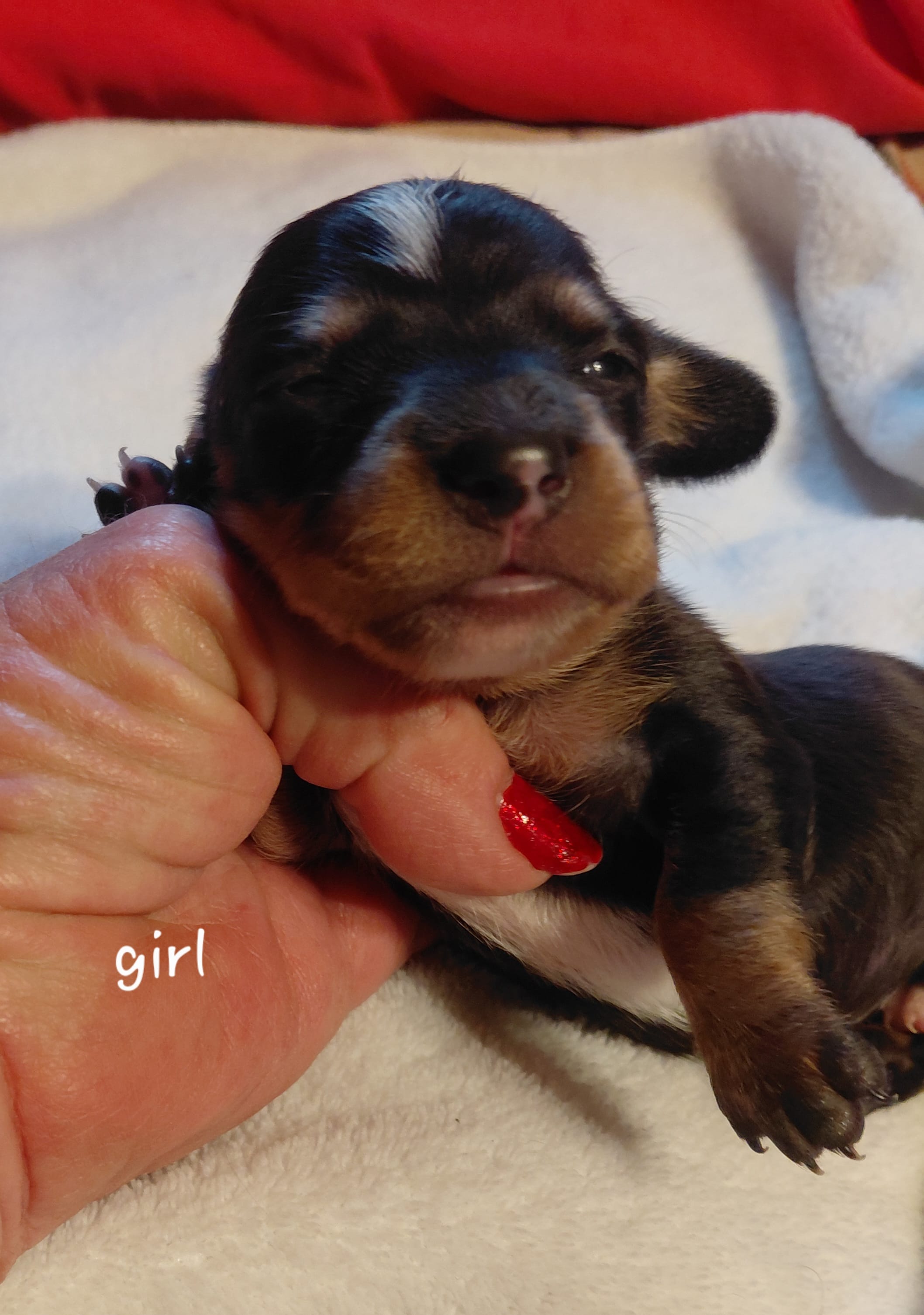 Jazzy's Princess  – Miniature Dachshund puppy for sale in Greeneville, TN