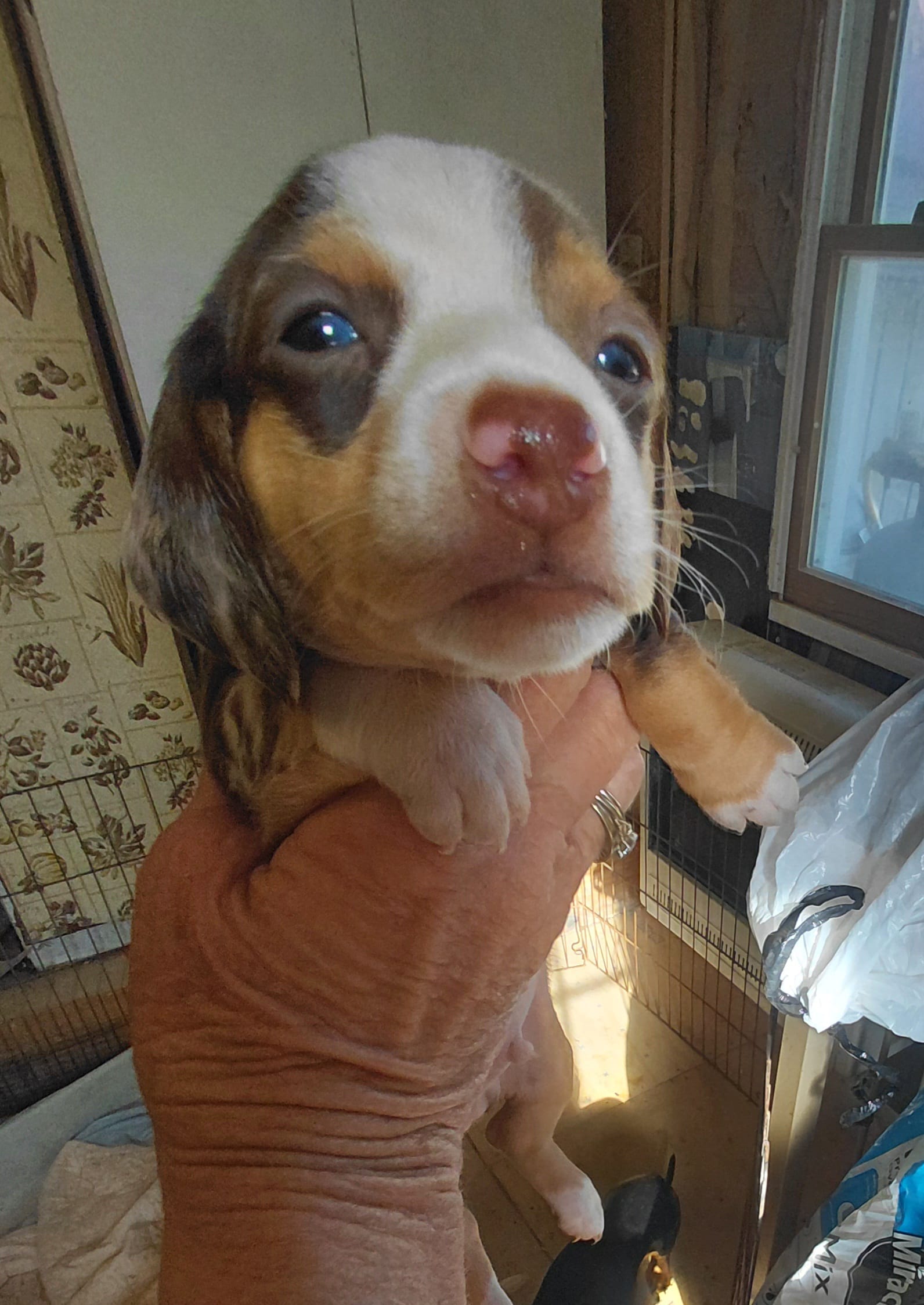 Jazzy Cowboy – Miniature Dachshund puppy for sale in Greeneville, TN