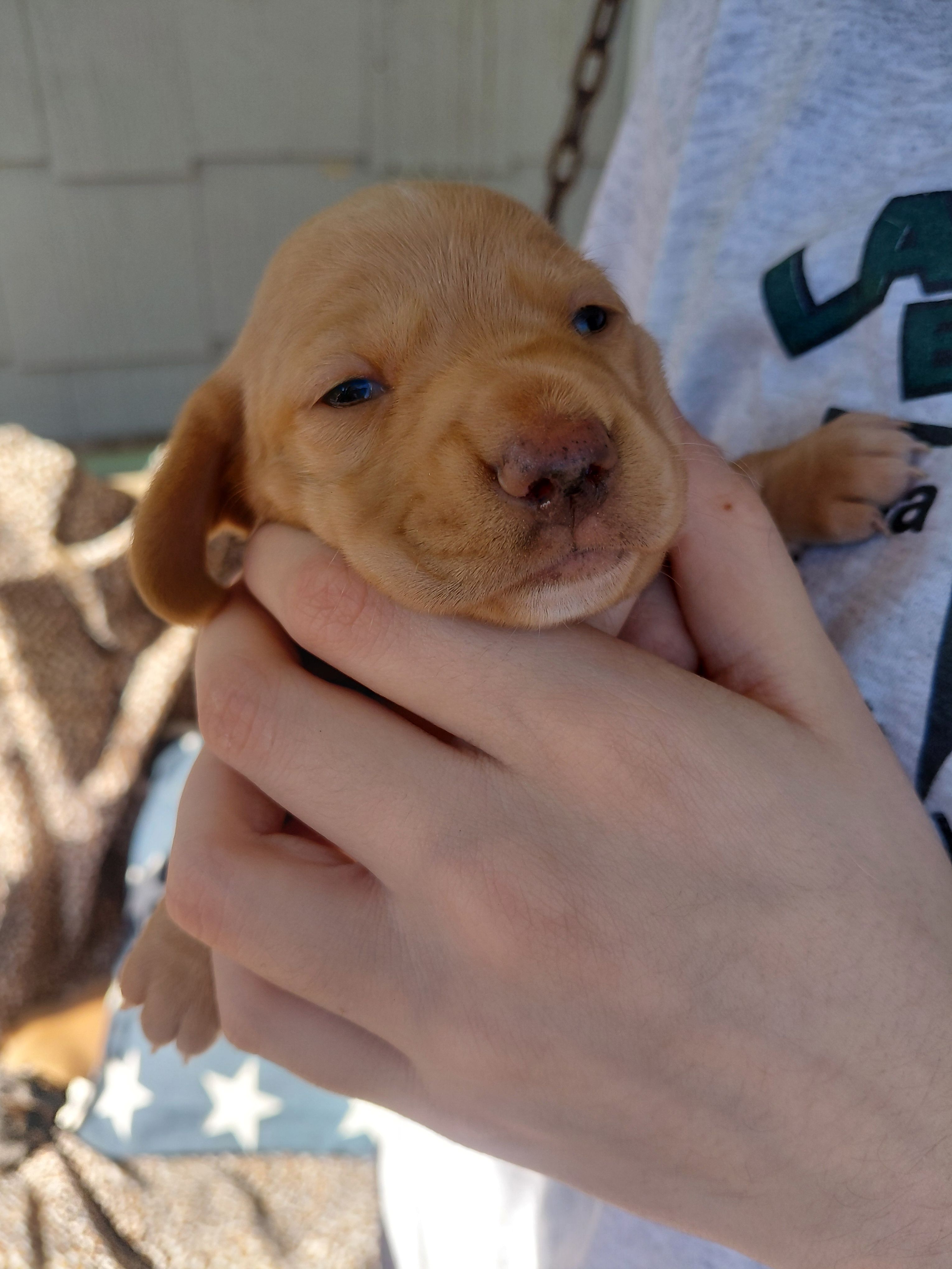 Butter – Miniature Dachshund puppy for sale in Greeneville, TN