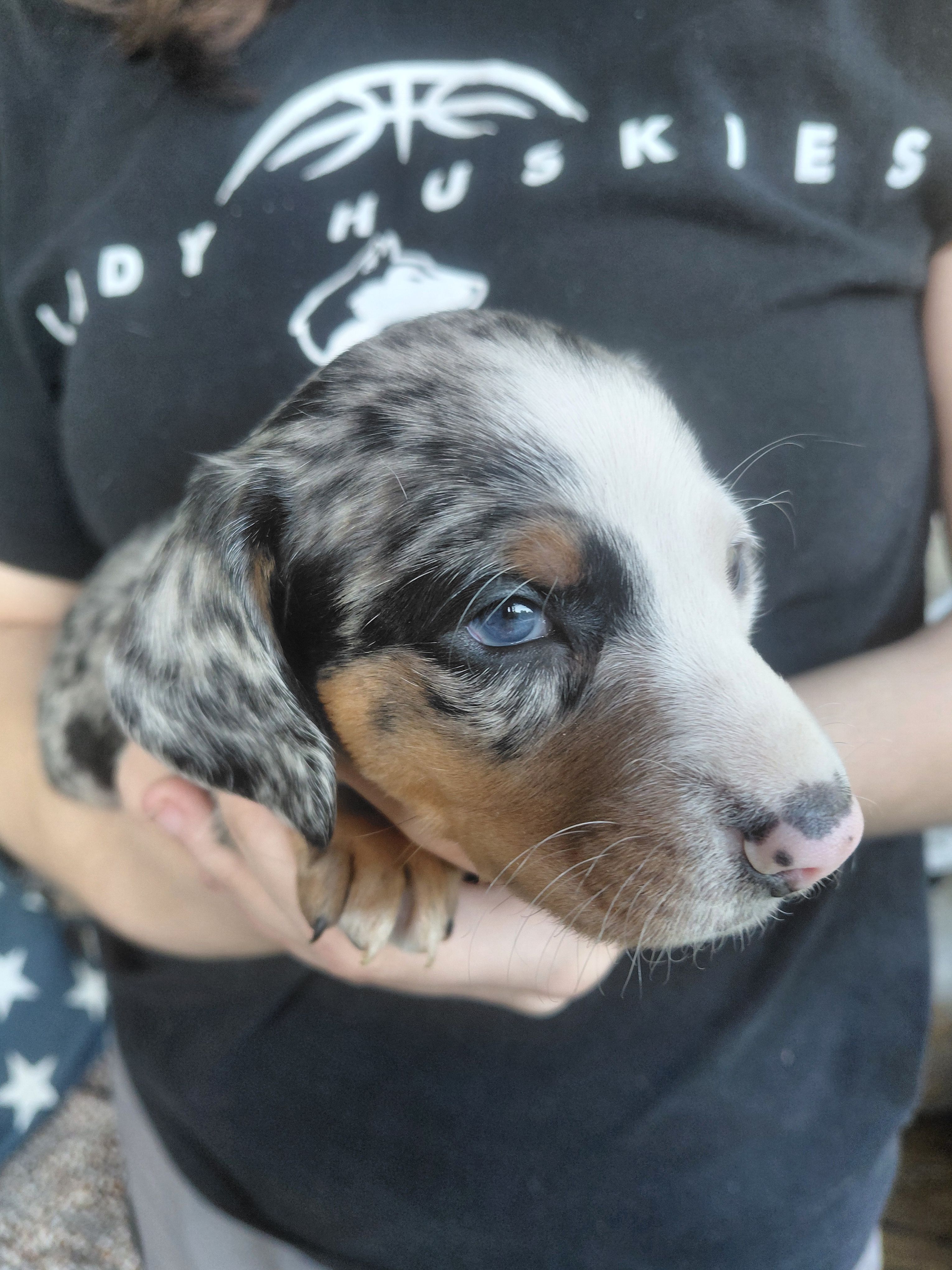 Gypsy Blue – Miniature Dachshund puppy for sale in Greeneville, TN