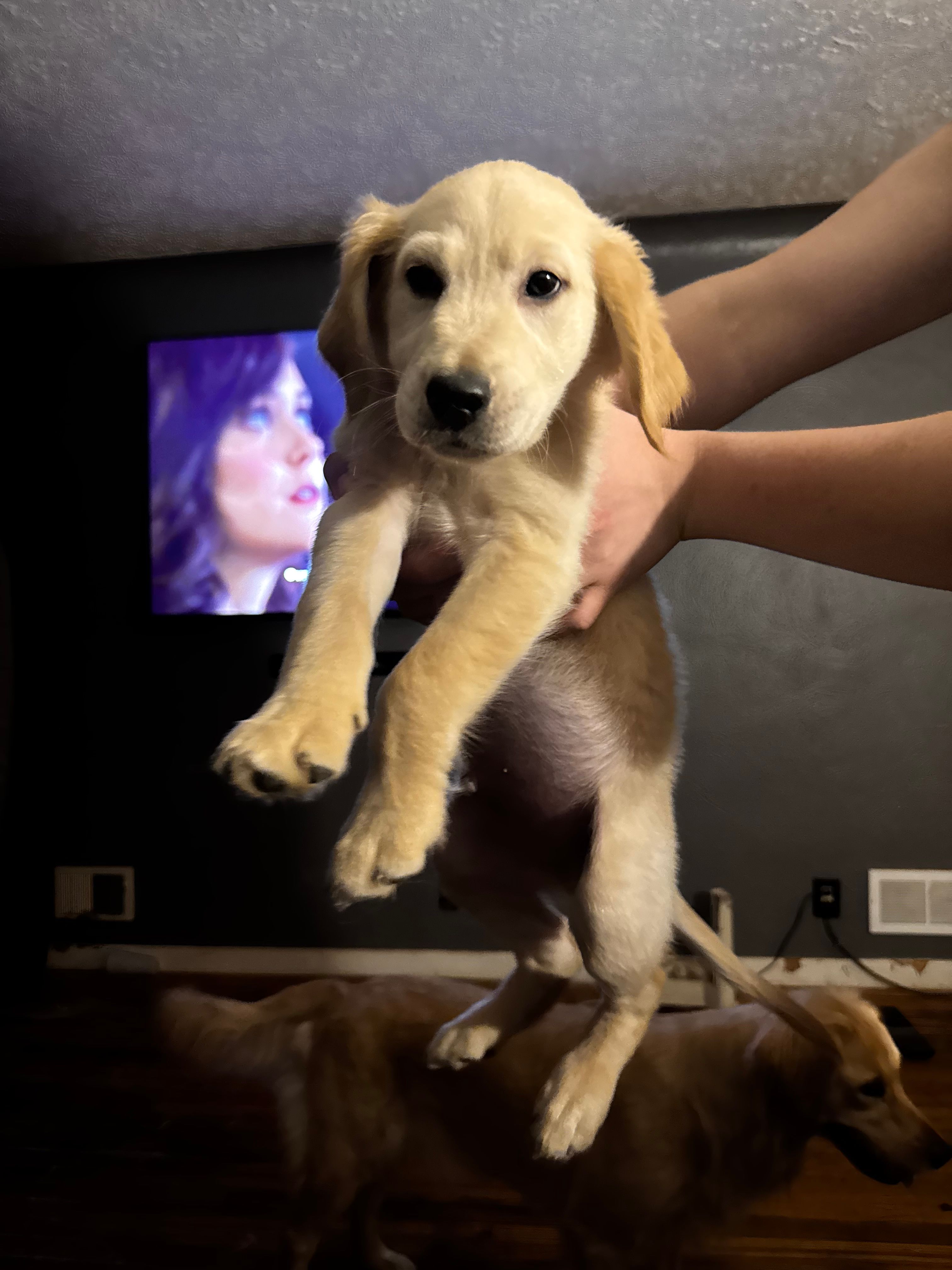 Puppy – English Cream Golden Retriever puppy for sale in Lansing, MI