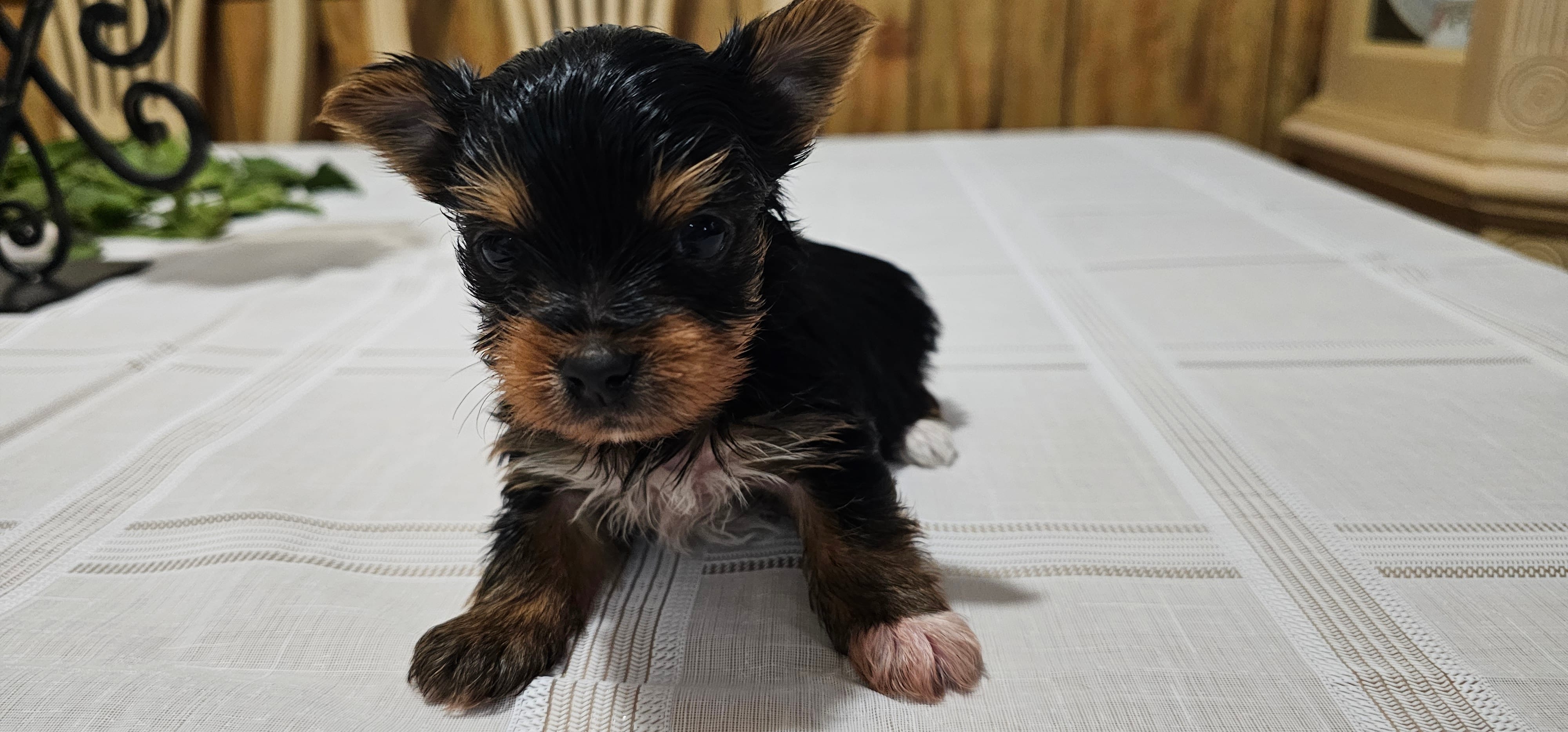 Yorkie Puppy