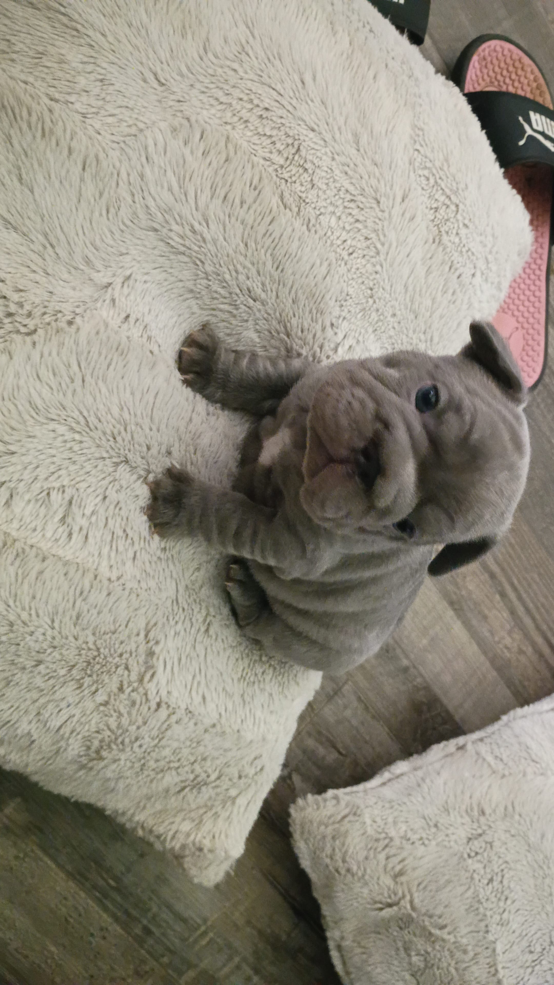 Chloe – French Bulldog puppy for sale in Canton, OH