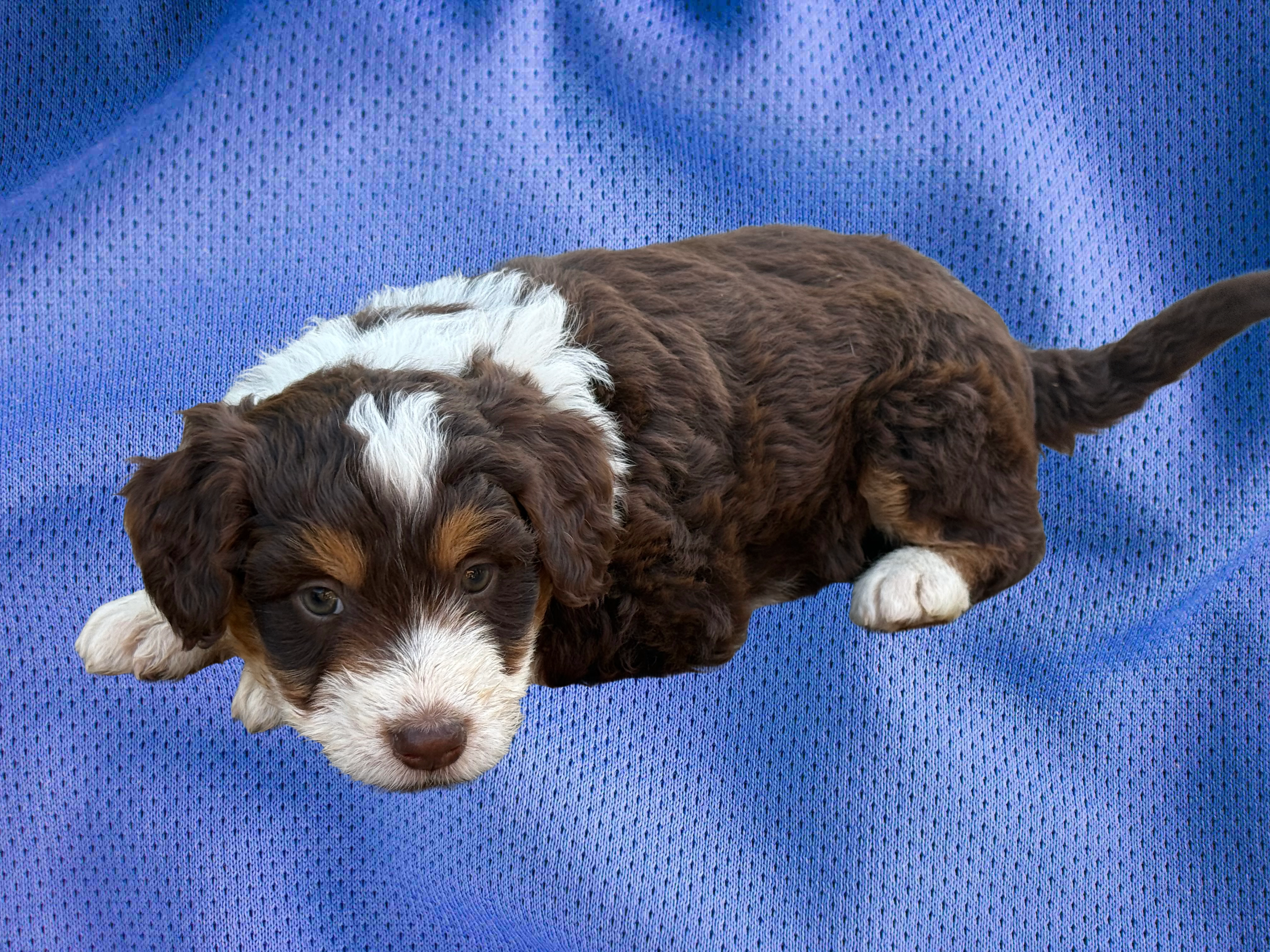 Boy 2 – Aussiedoodle puppy for sale in Richland, MO