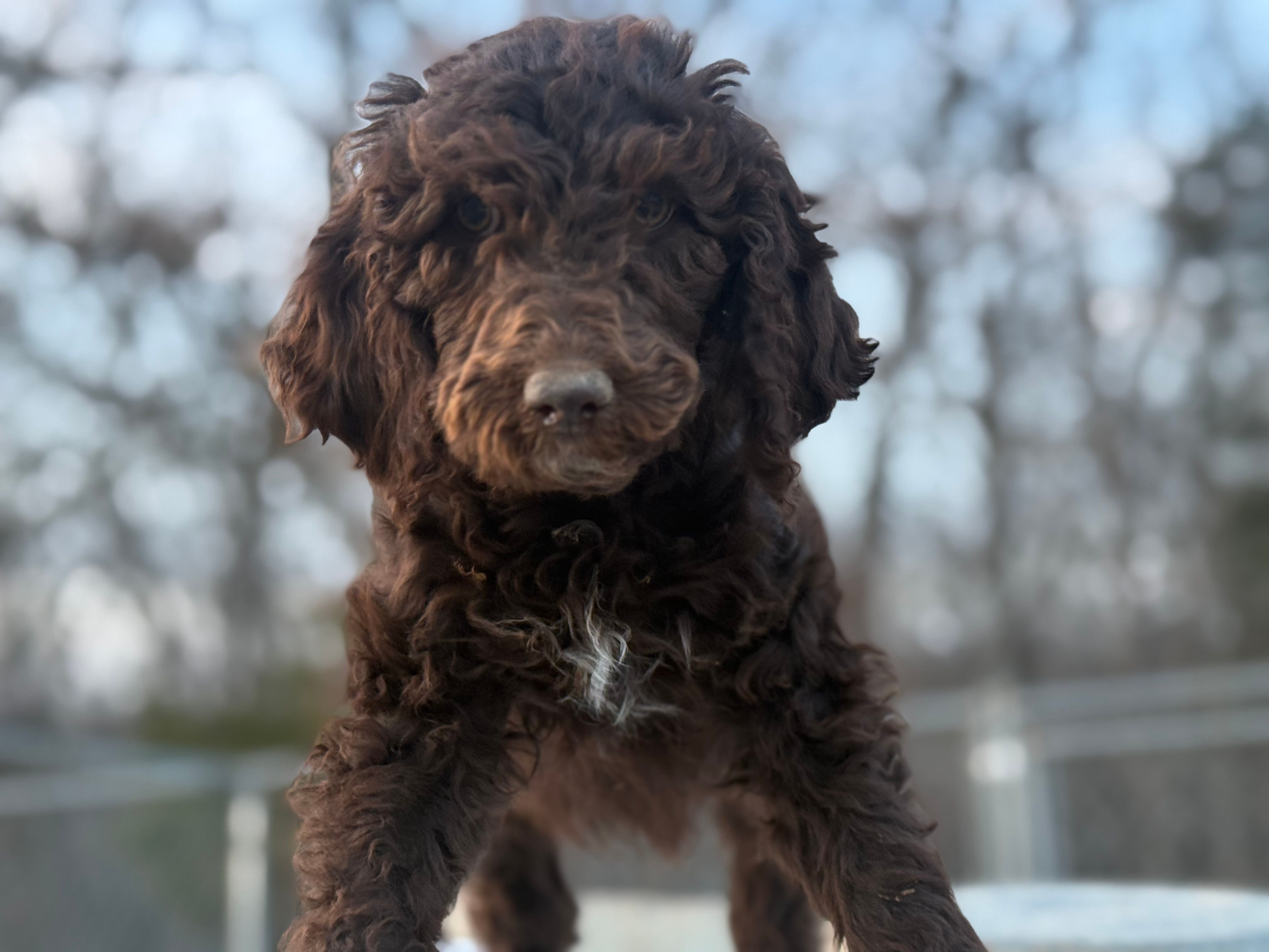 Peanut – Poodle - Standard  puppy for sale in Richland, MO