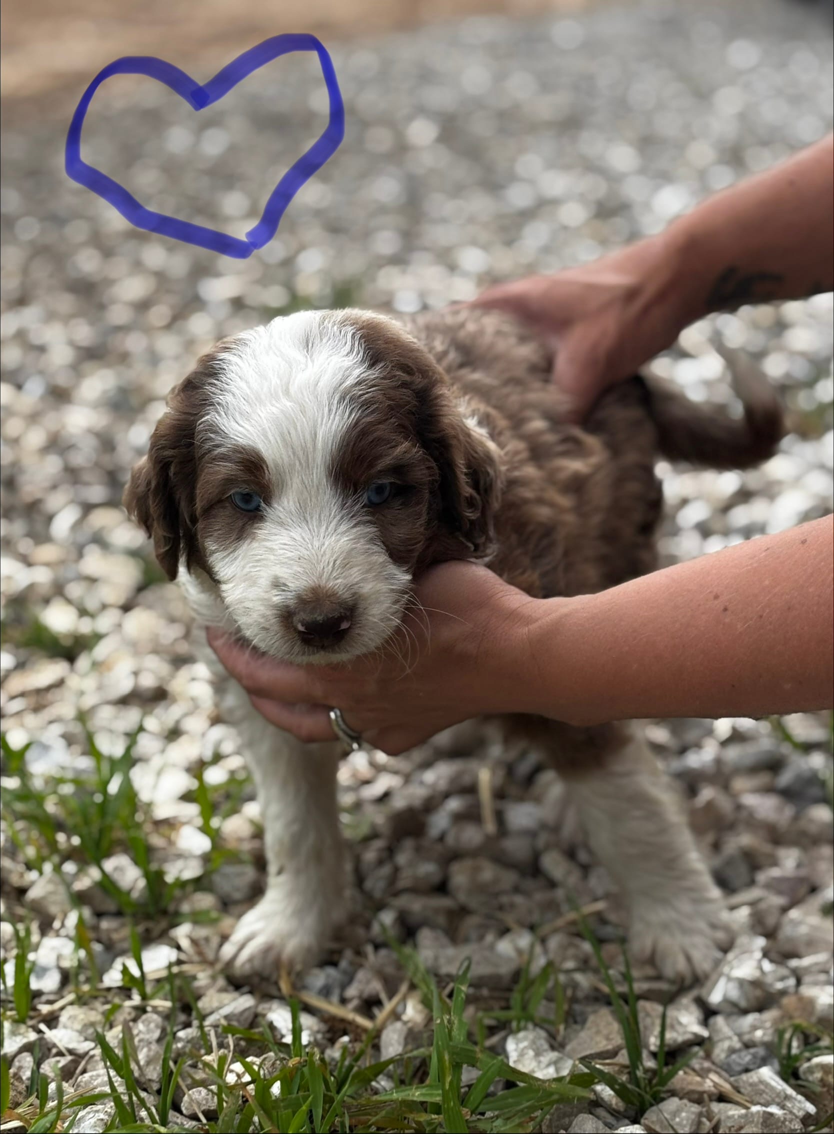 Boy1 – Aussiedoodle puppy for sale in Richland, MO