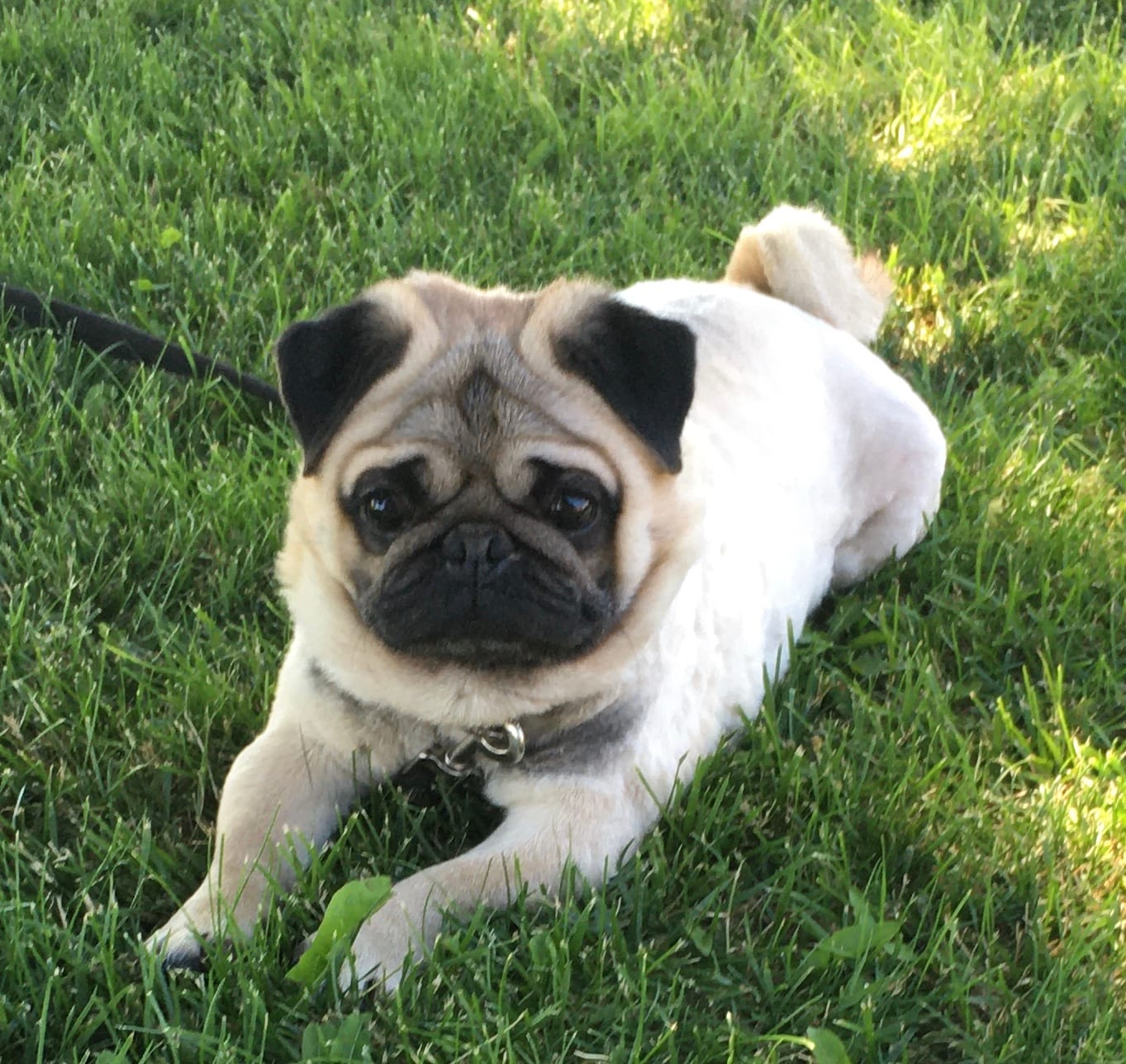 Retired Male – Pug puppy for sale in Barry, IL