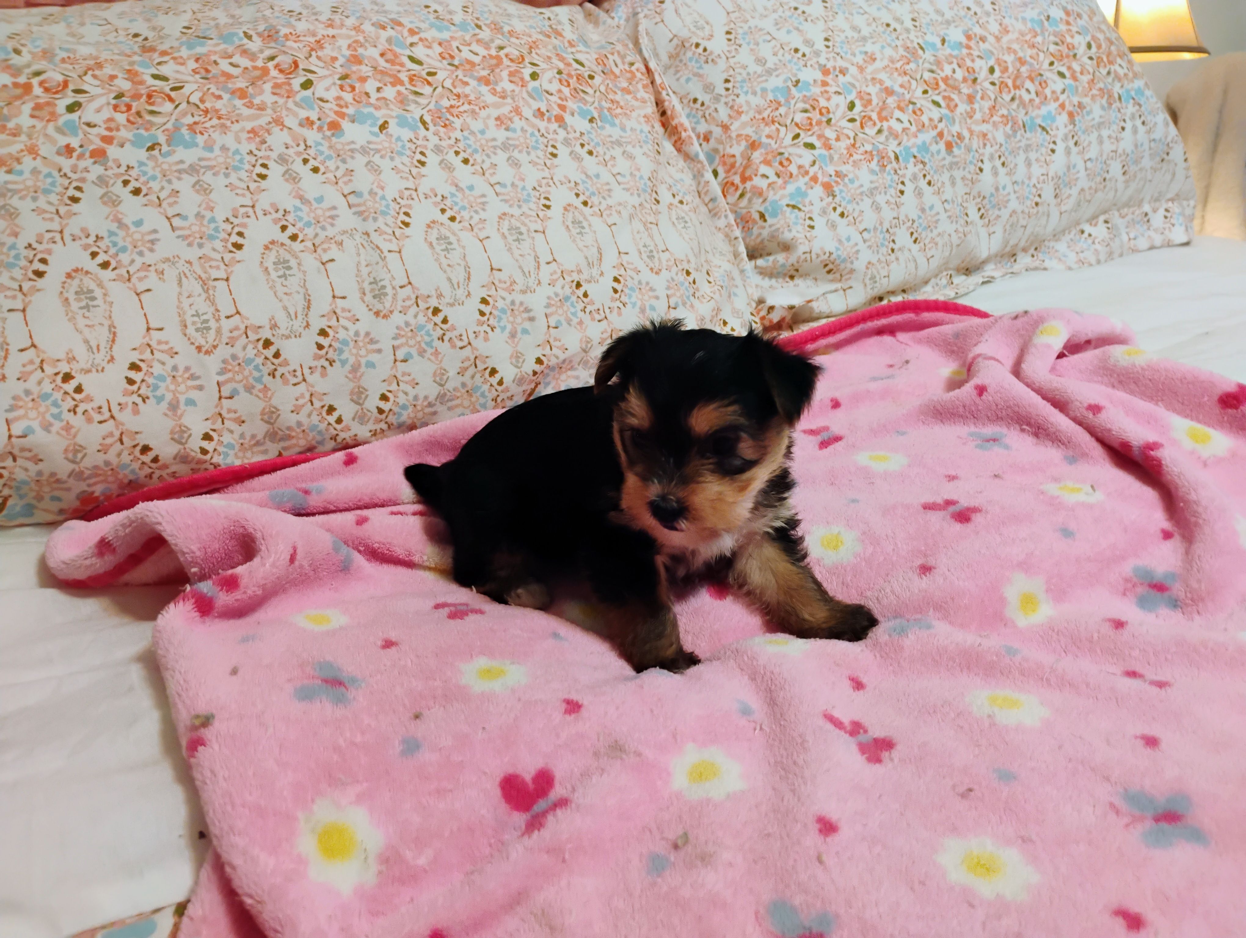 Isabella – Morkie puppy for sale in Selma, NC